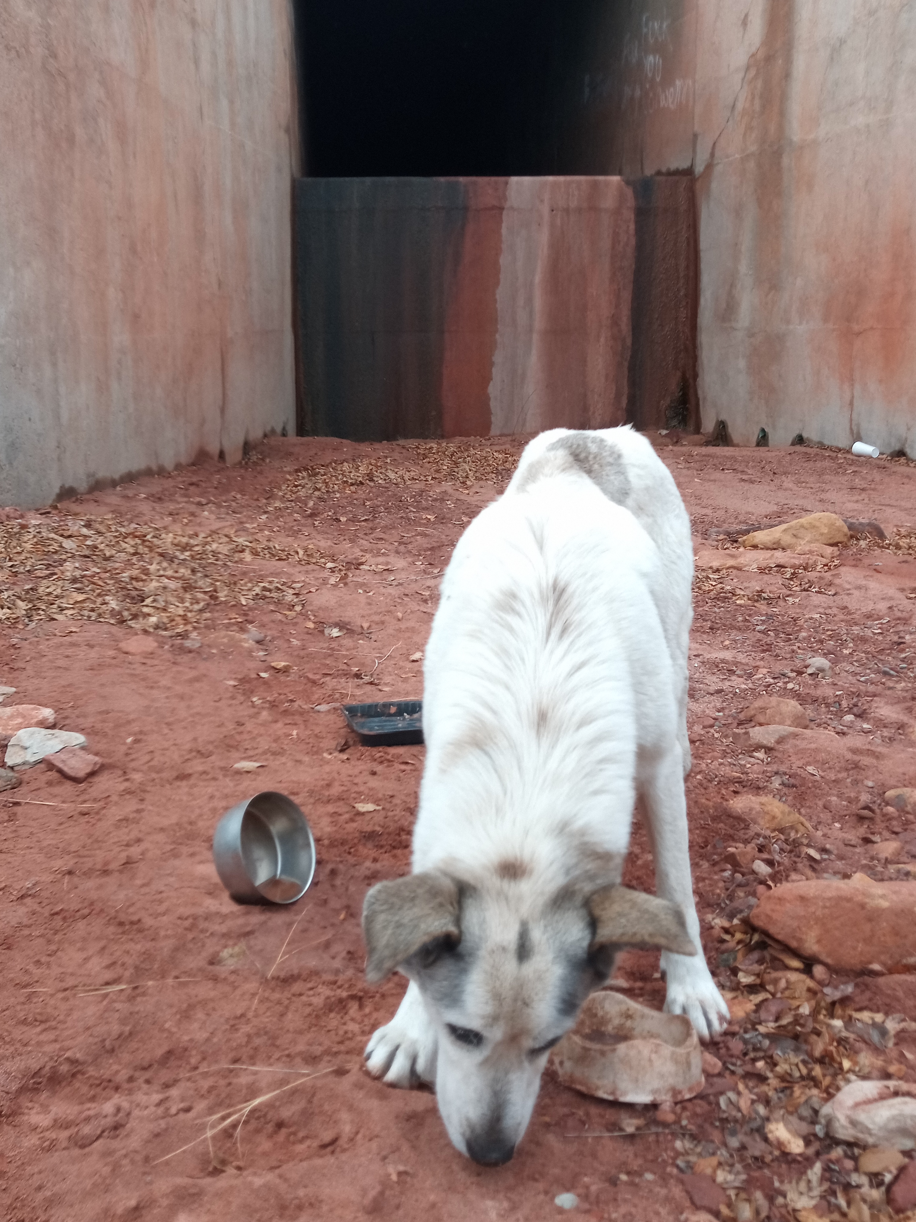 Raw animal camera upload (unprocessed). File: mot-det-20251227-111529.jpg.