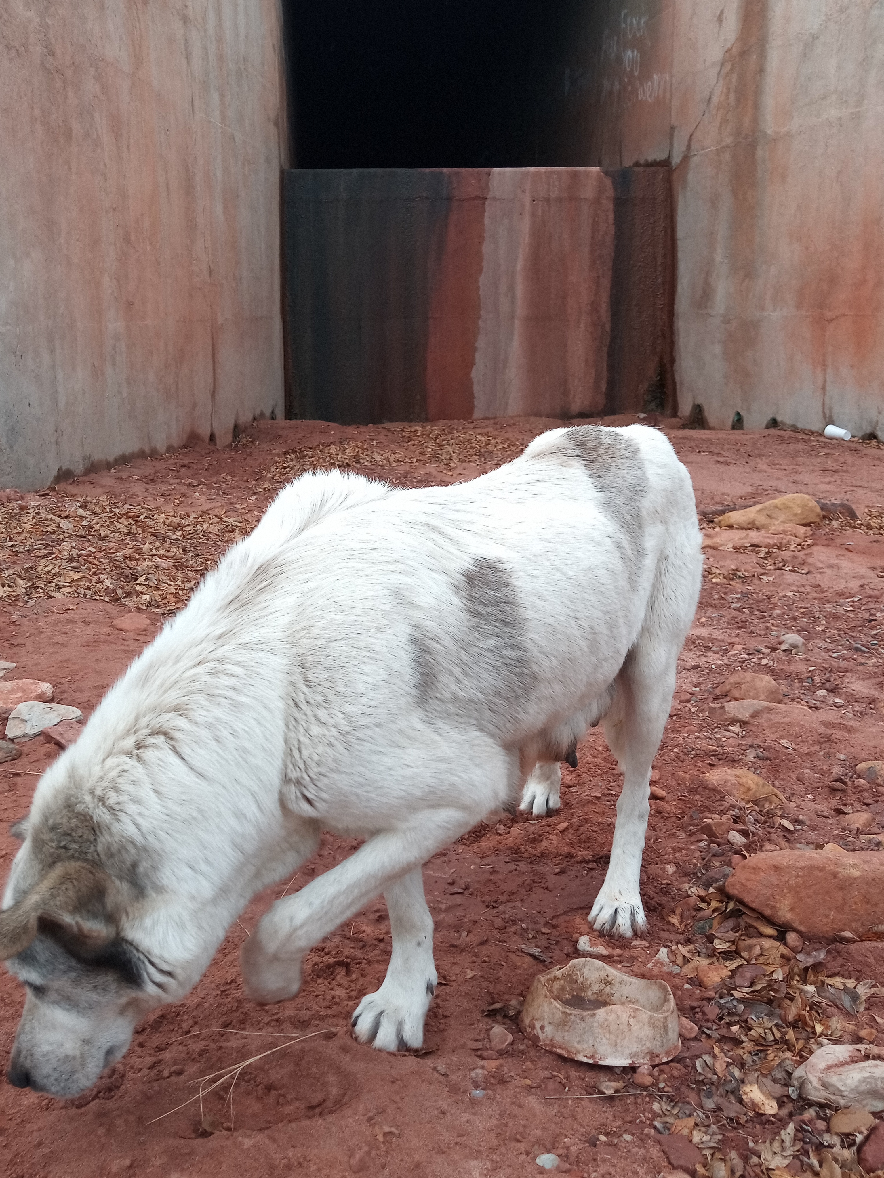 Raw animal camera upload (unprocessed). File: mot-det-20251227-111532.jpg.