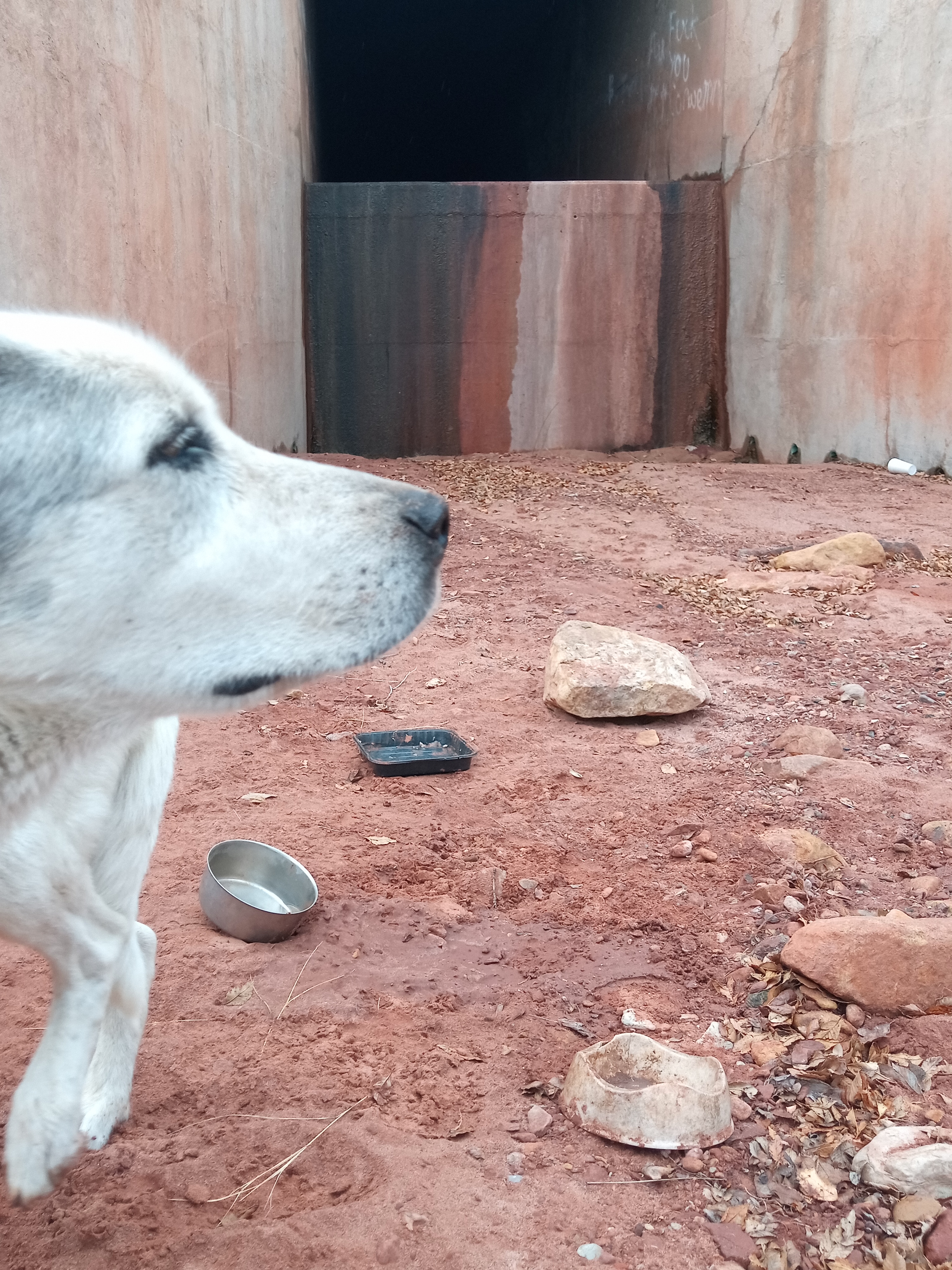 Raw animal camera upload (unprocessed). File: mot-det-20251227-111544.jpg.