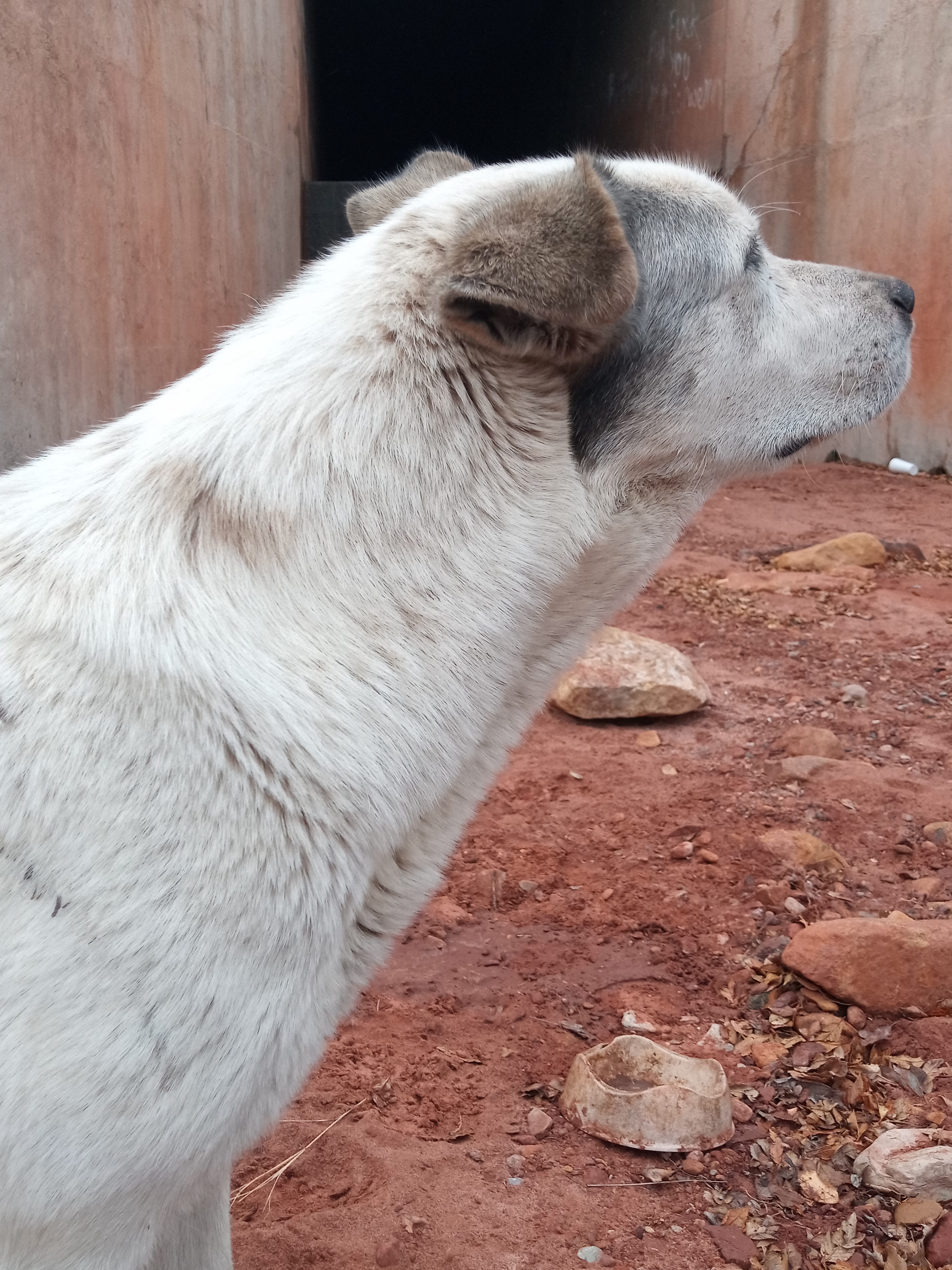 Raw animal camera upload (unprocessed). File: mot-det-20251227-111547.jpg.