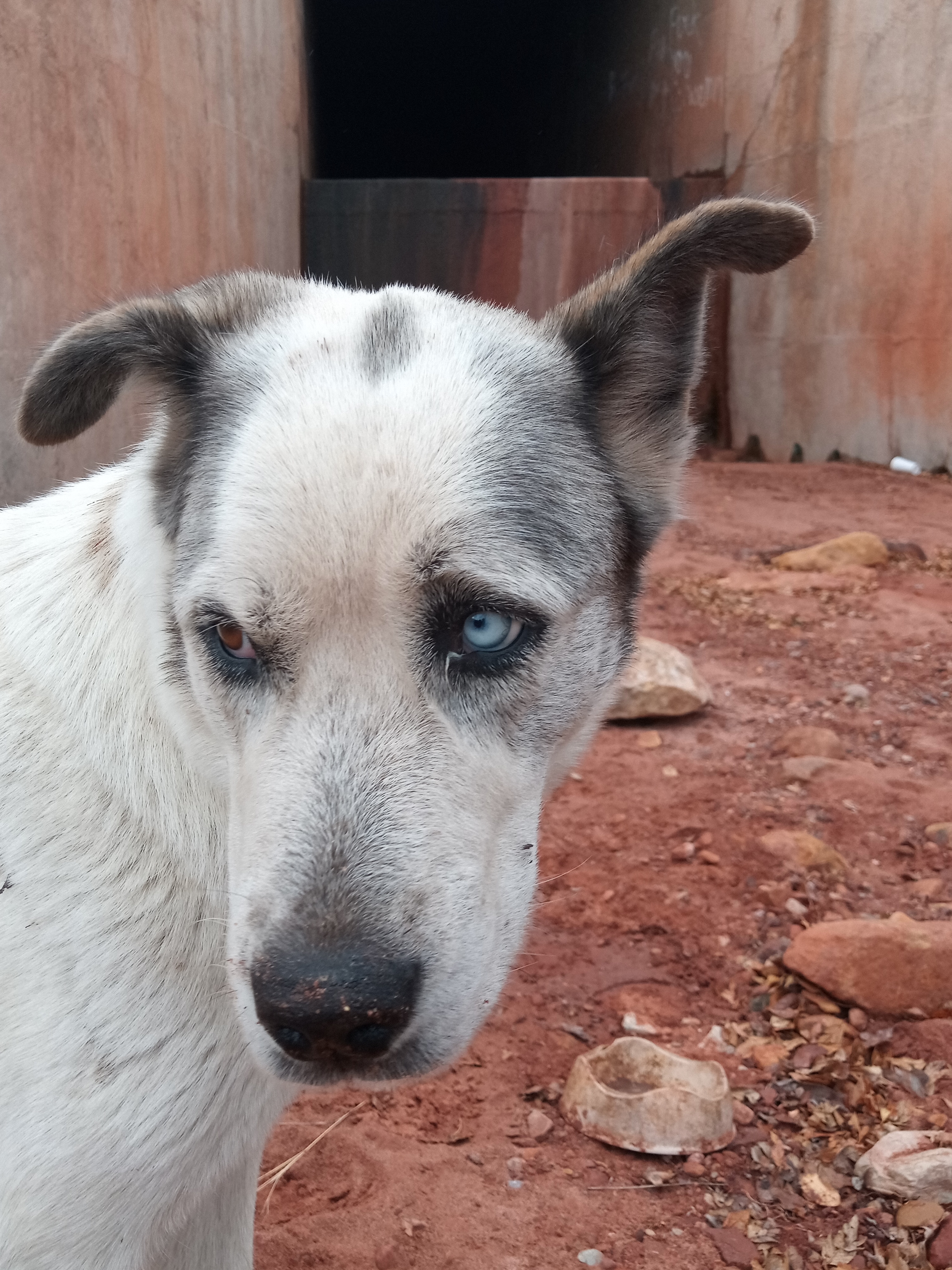 Raw animal camera upload (unprocessed). File: mot-det-20251227-111558.jpg.