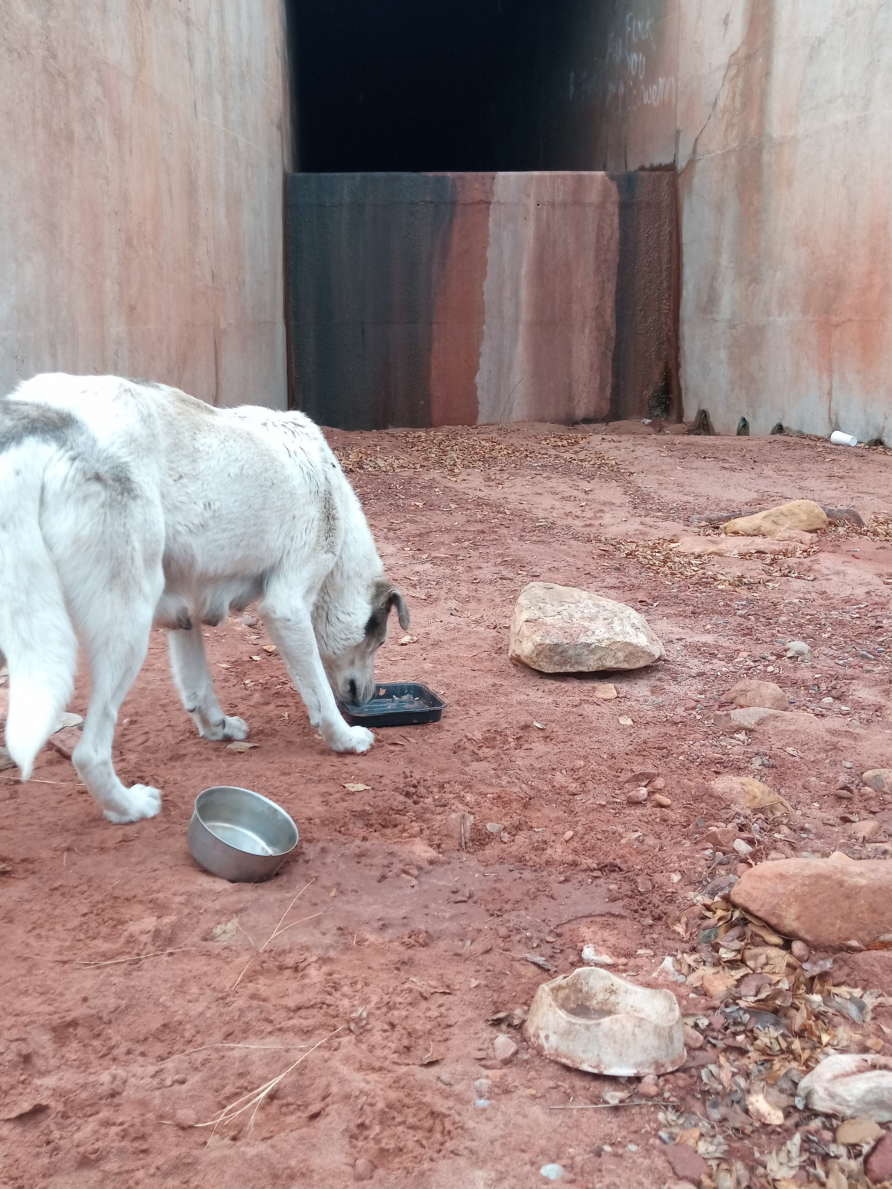 Raw animal camera upload (unprocessed). File: mot-det-20251227-111612.jpg.