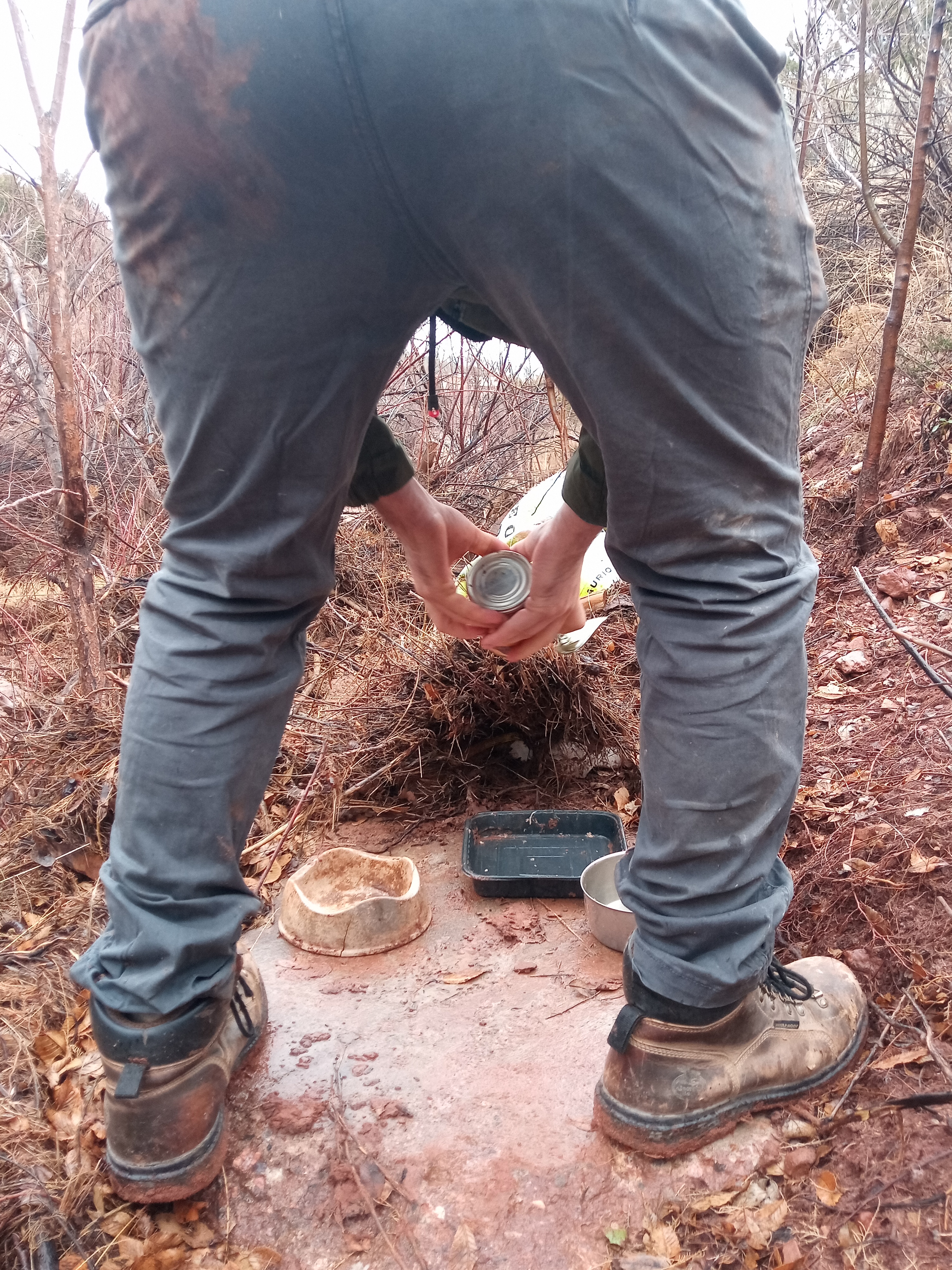 Raw animal camera upload (unprocessed). File: mot-det-20251227-130137.jpg.