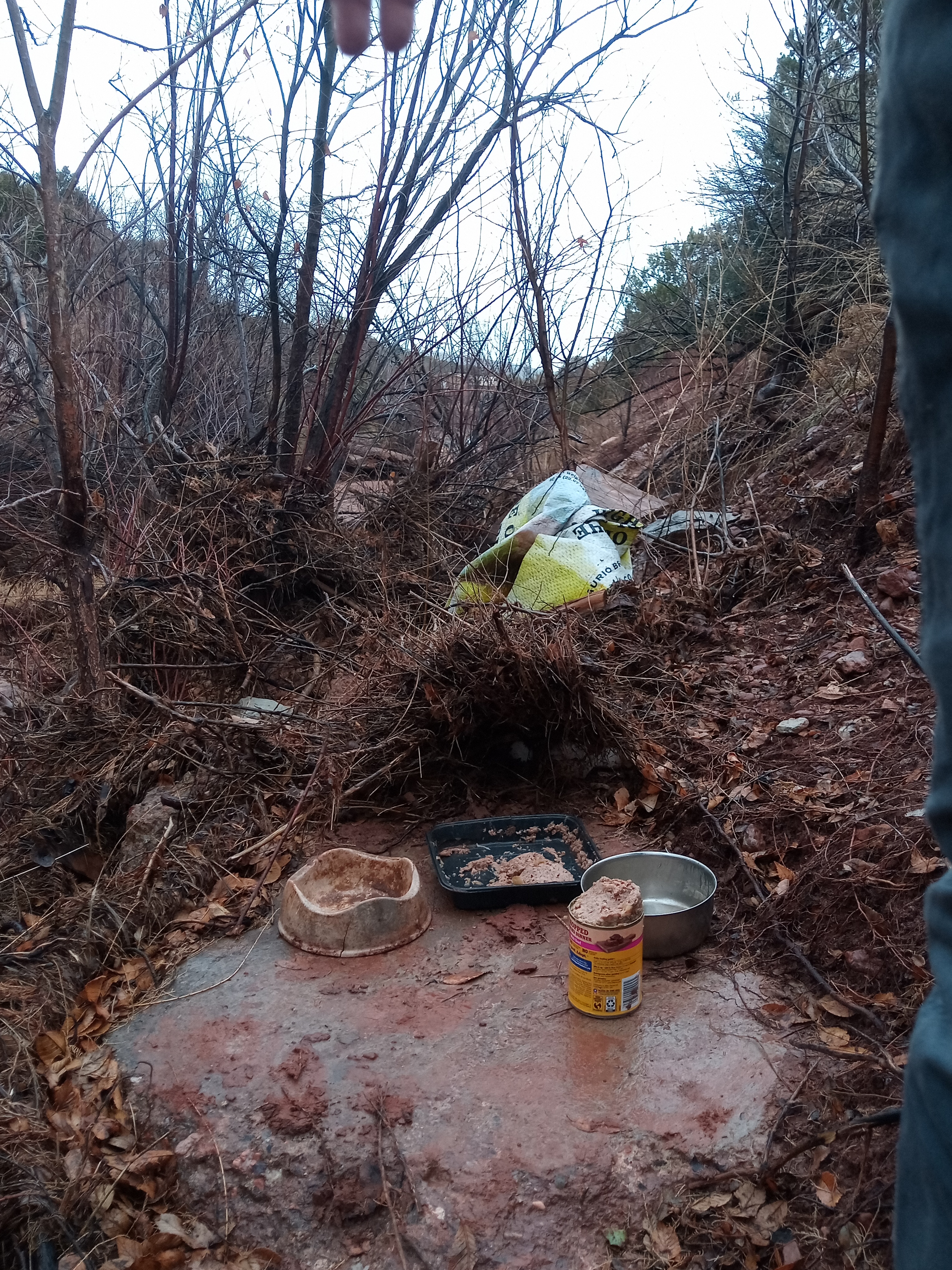 Raw animal camera upload (unprocessed). File: mot-det-20251227-130352.jpg.