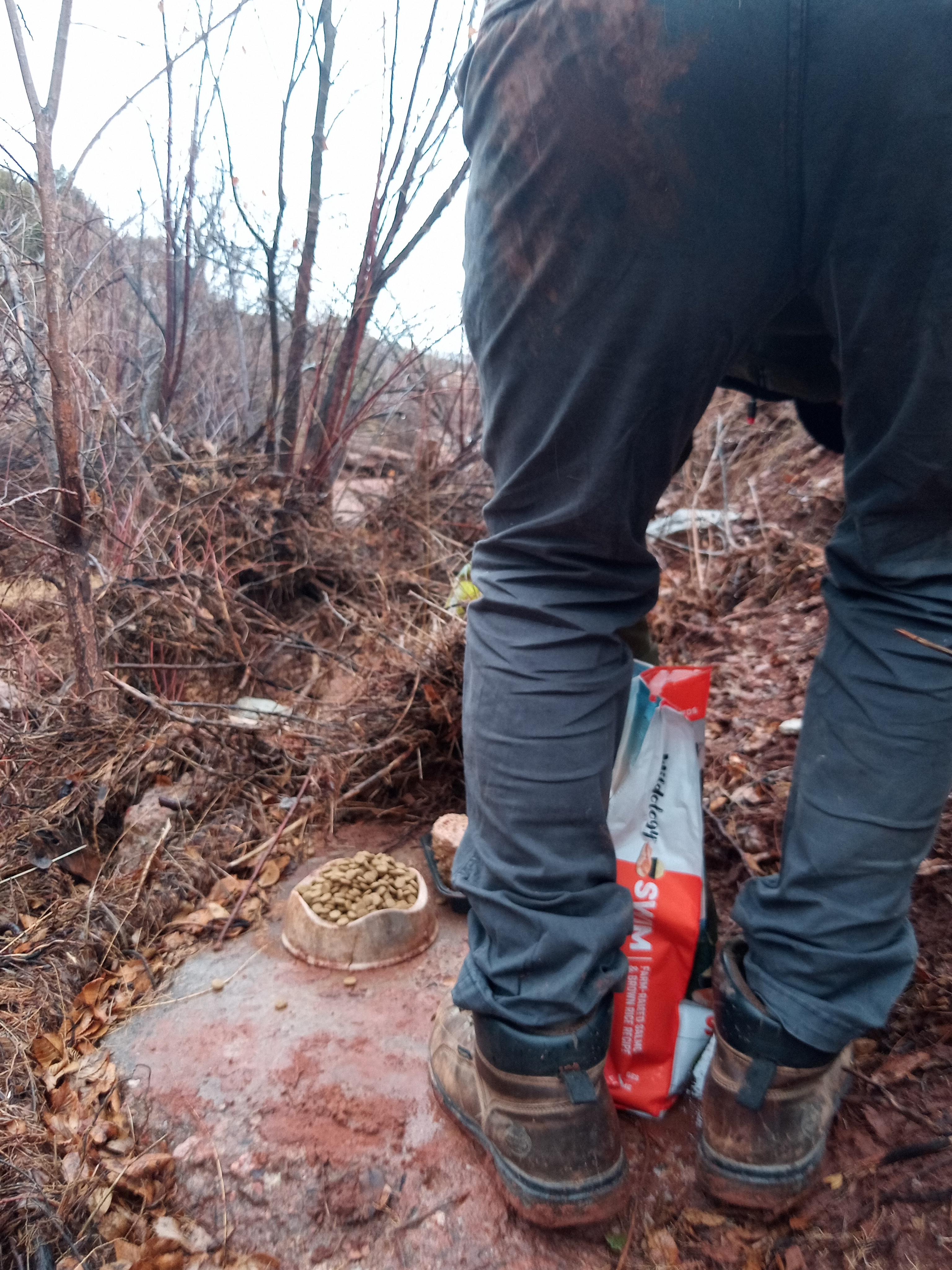 Raw animal camera upload (unprocessed). File: mot-det-20251227-130453.jpg.