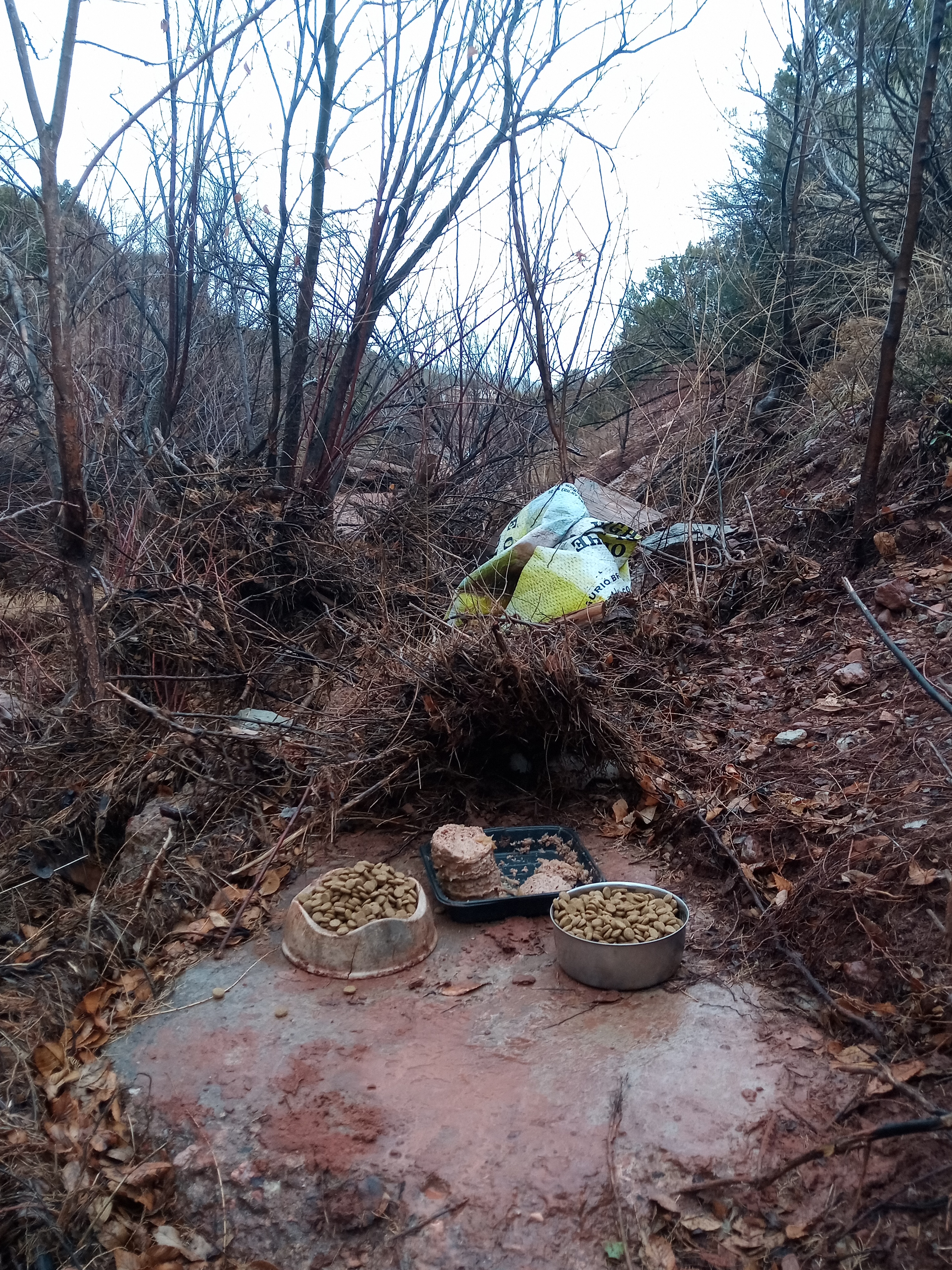 Raw animal camera upload (unprocessed). File: mot-det-20251227-130533.jpg.