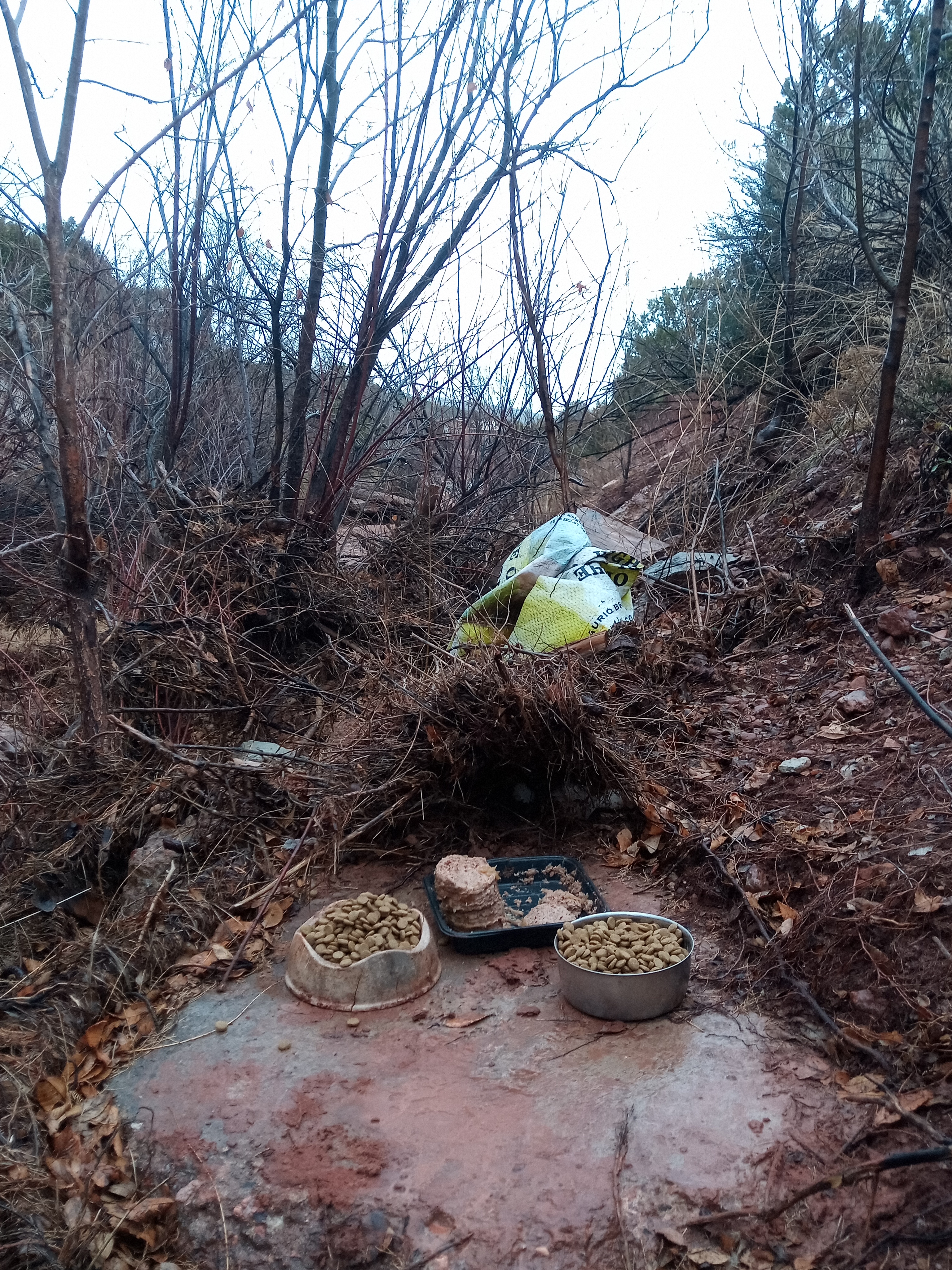 Raw animal camera upload (unprocessed). File: mot-det-20251227-130536.jpg.