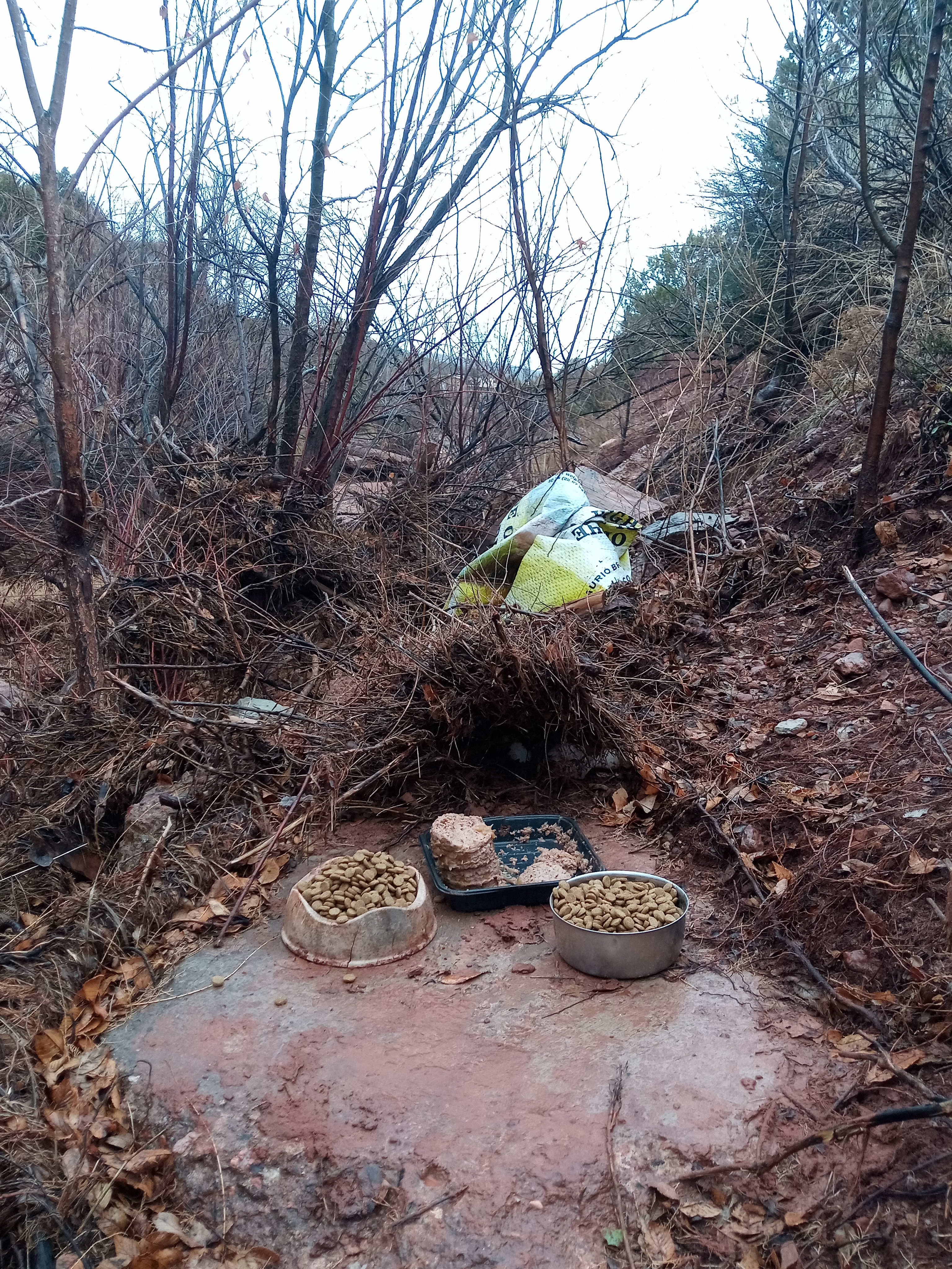 Raw animal camera upload (unprocessed). File: mot-det-20251227-131102.jpg.