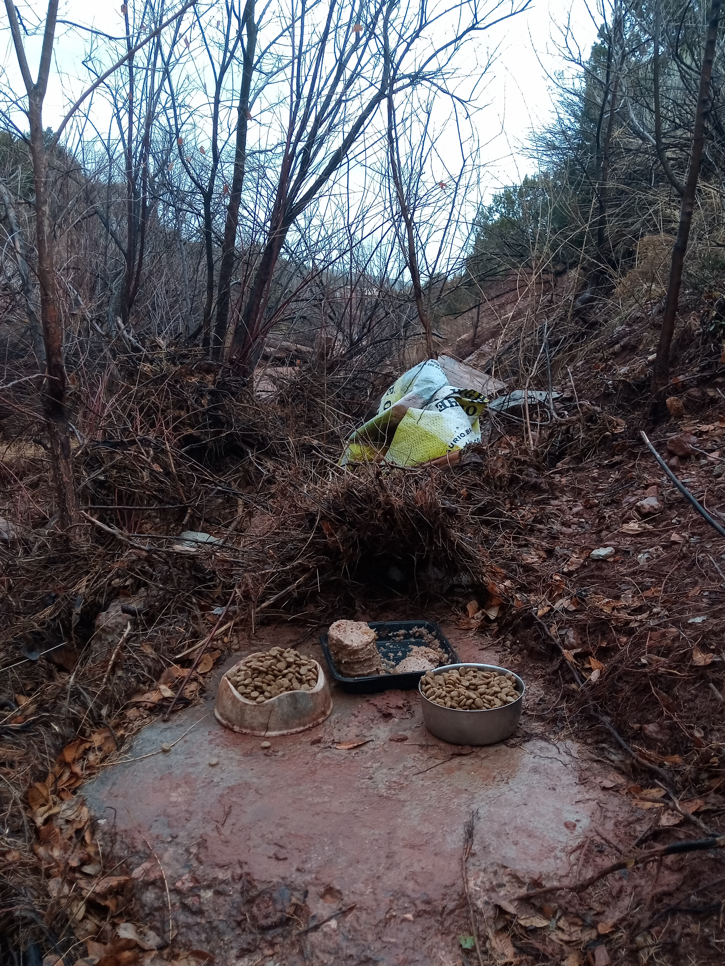 Raw animal camera upload (unprocessed). File: mot-det-20251227-135038.jpg.