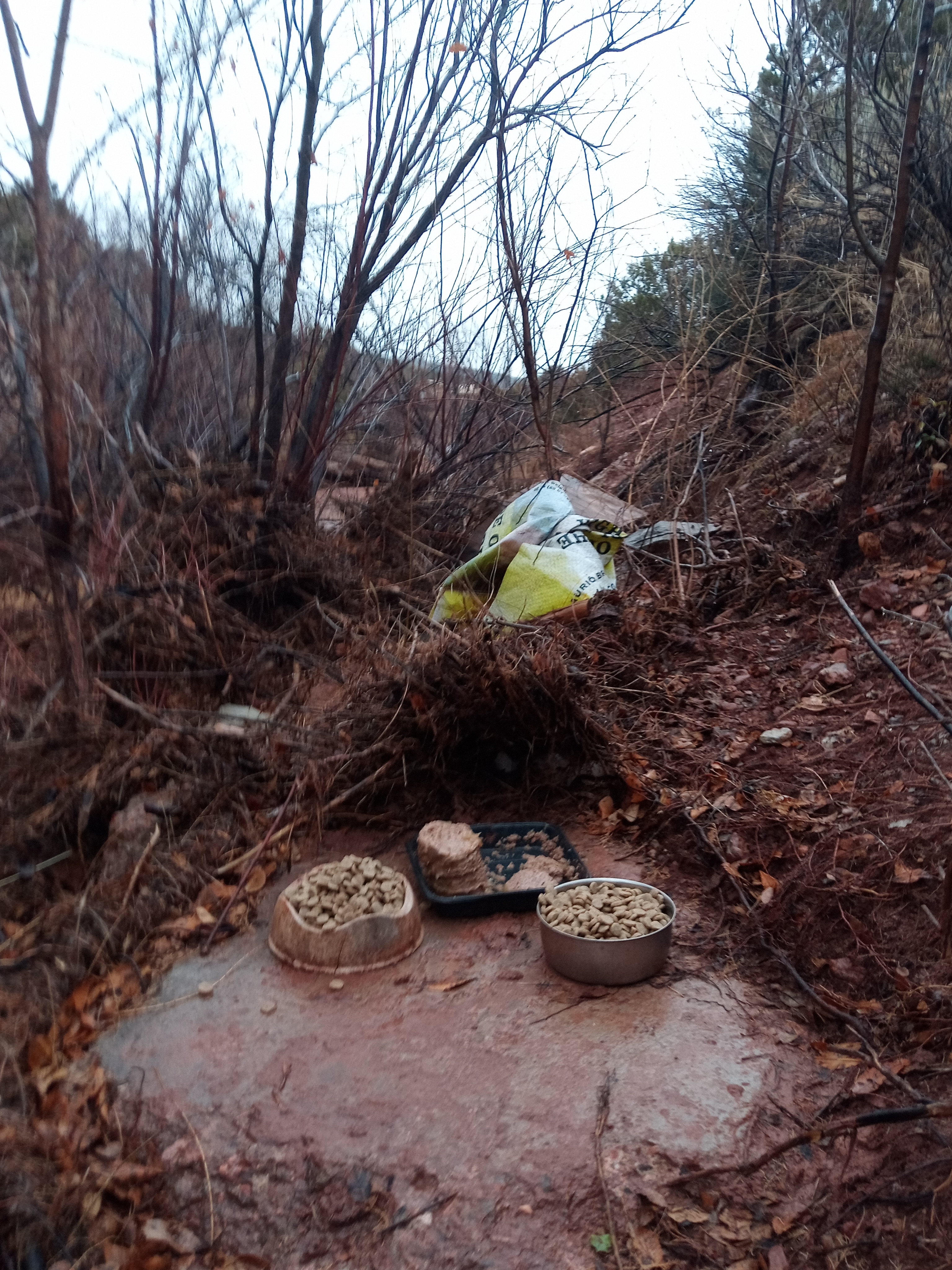 Raw animal camera upload (unprocessed). File: mot-det-20251227-151816.jpg.