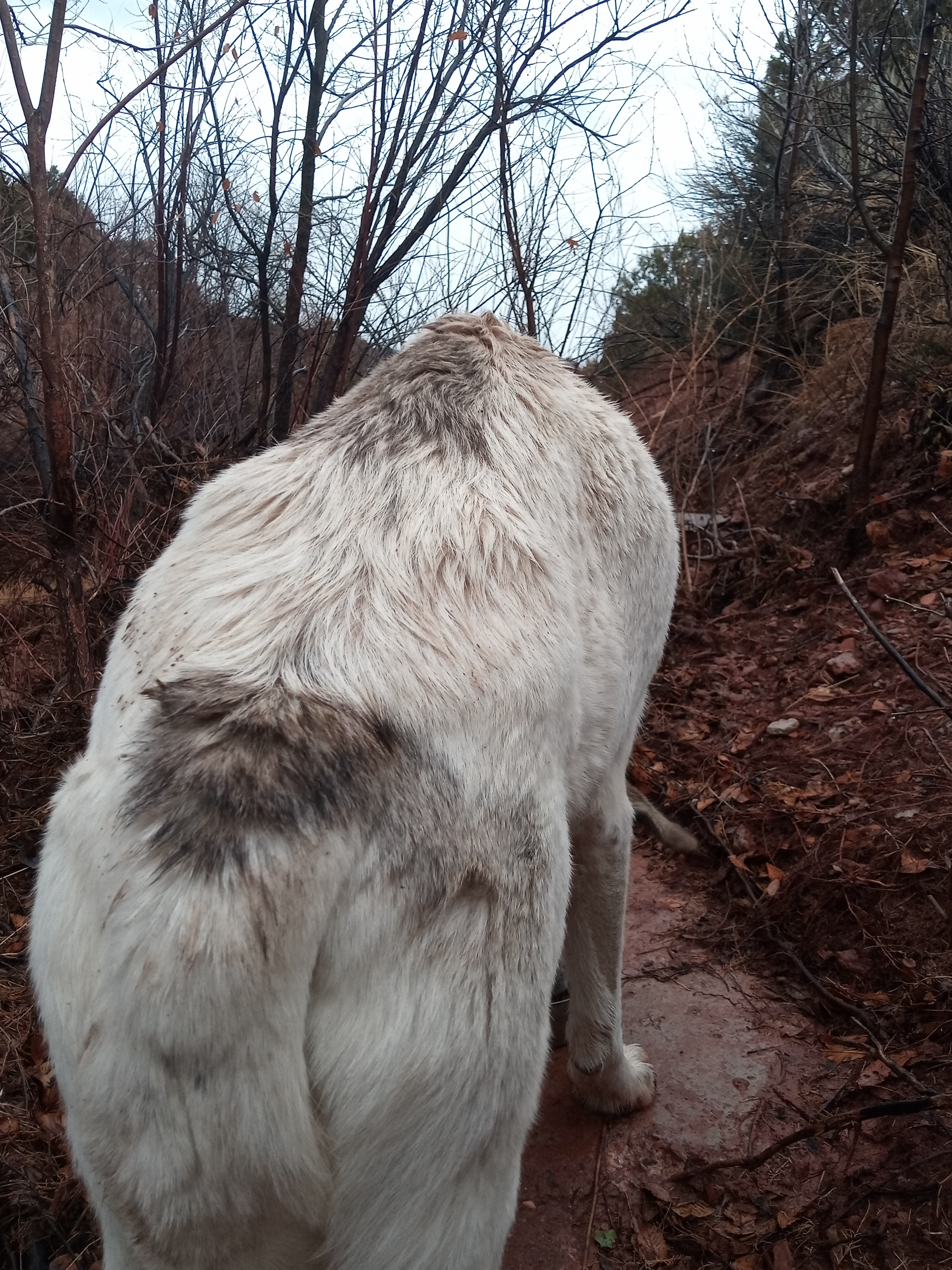 Raw animal camera upload (unprocessed). File: mot-det-20251227-152040.jpg.