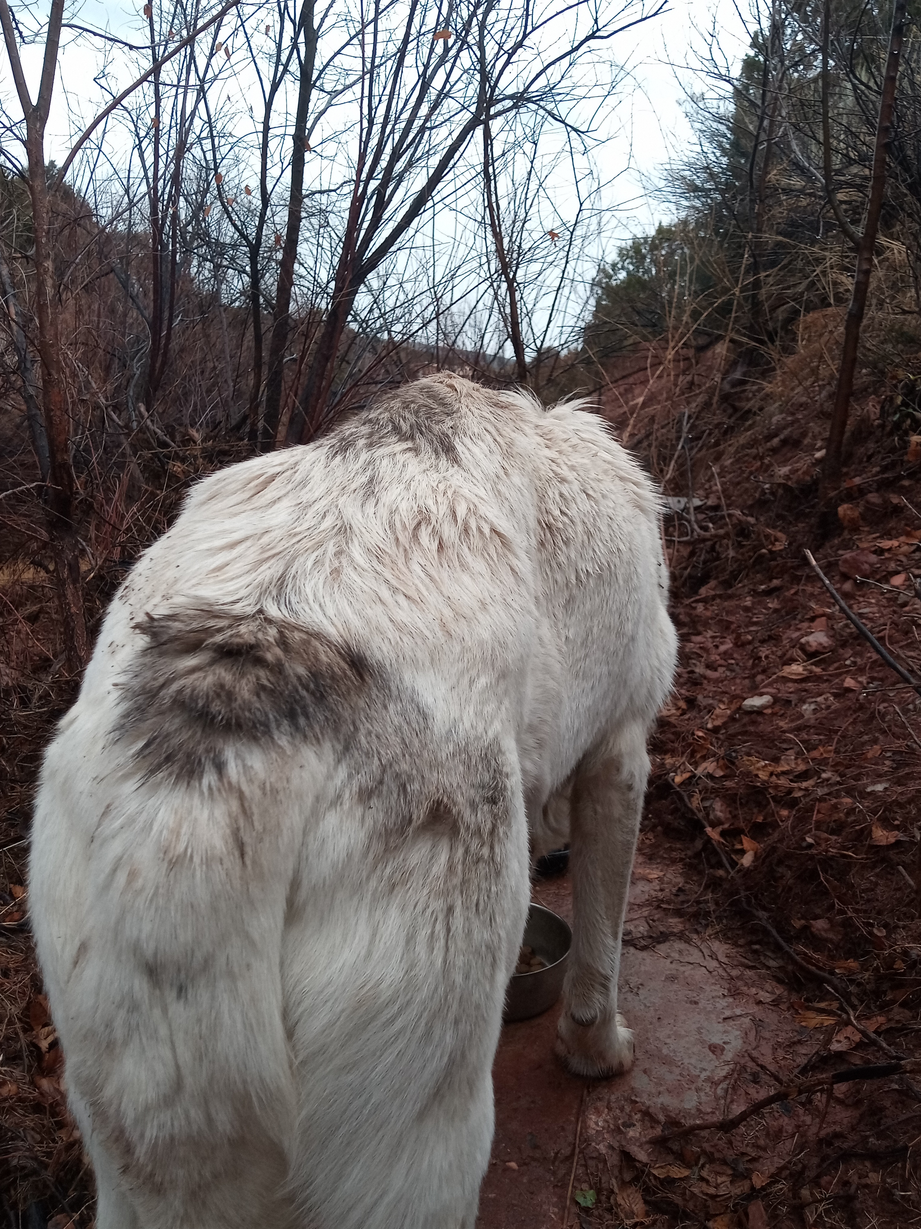 Raw animal camera upload (unprocessed). File: mot-det-20251227-152045.jpg.