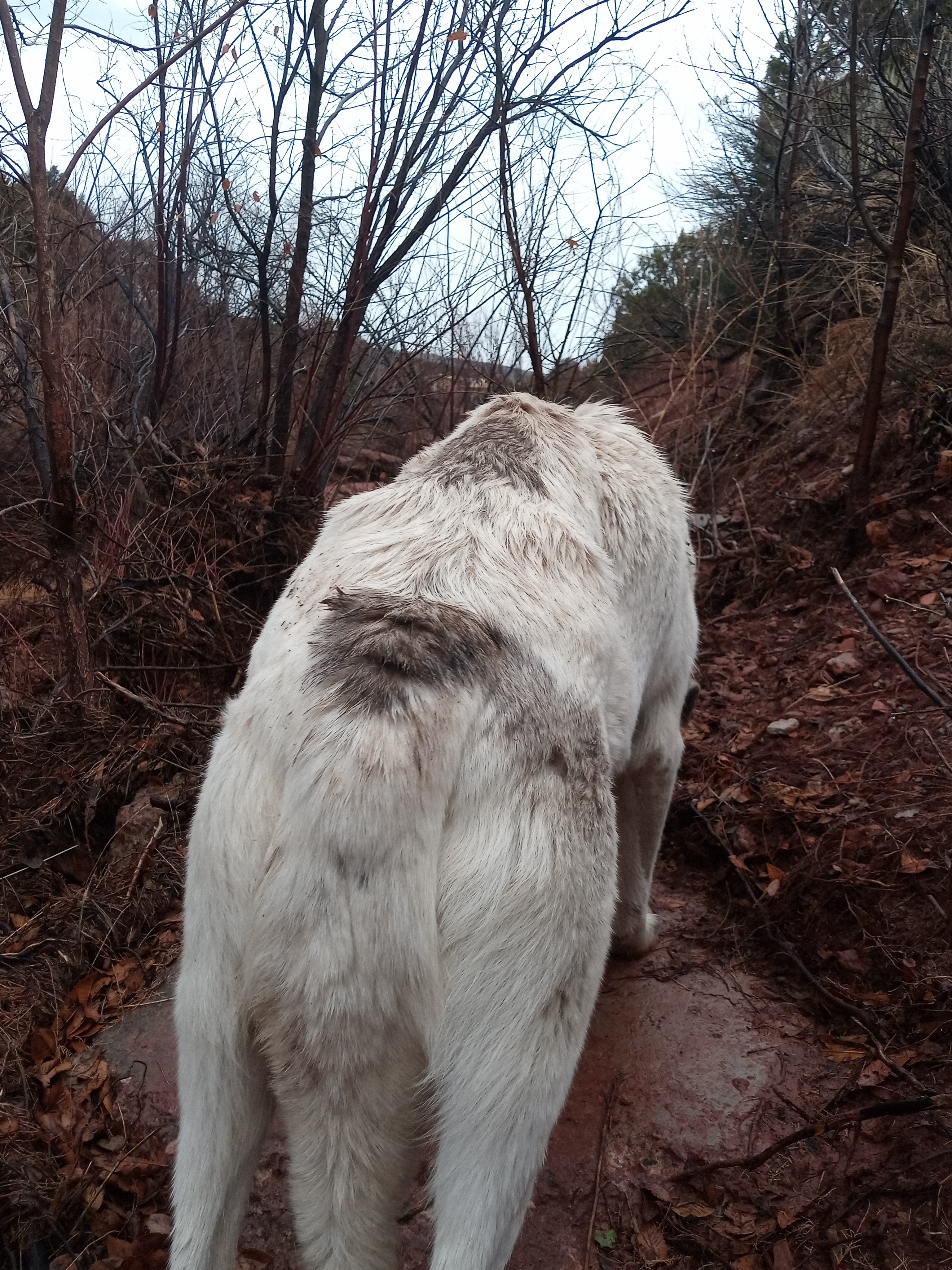 Raw animal camera upload (unprocessed). File: mot-det-20251227-152052.jpg.