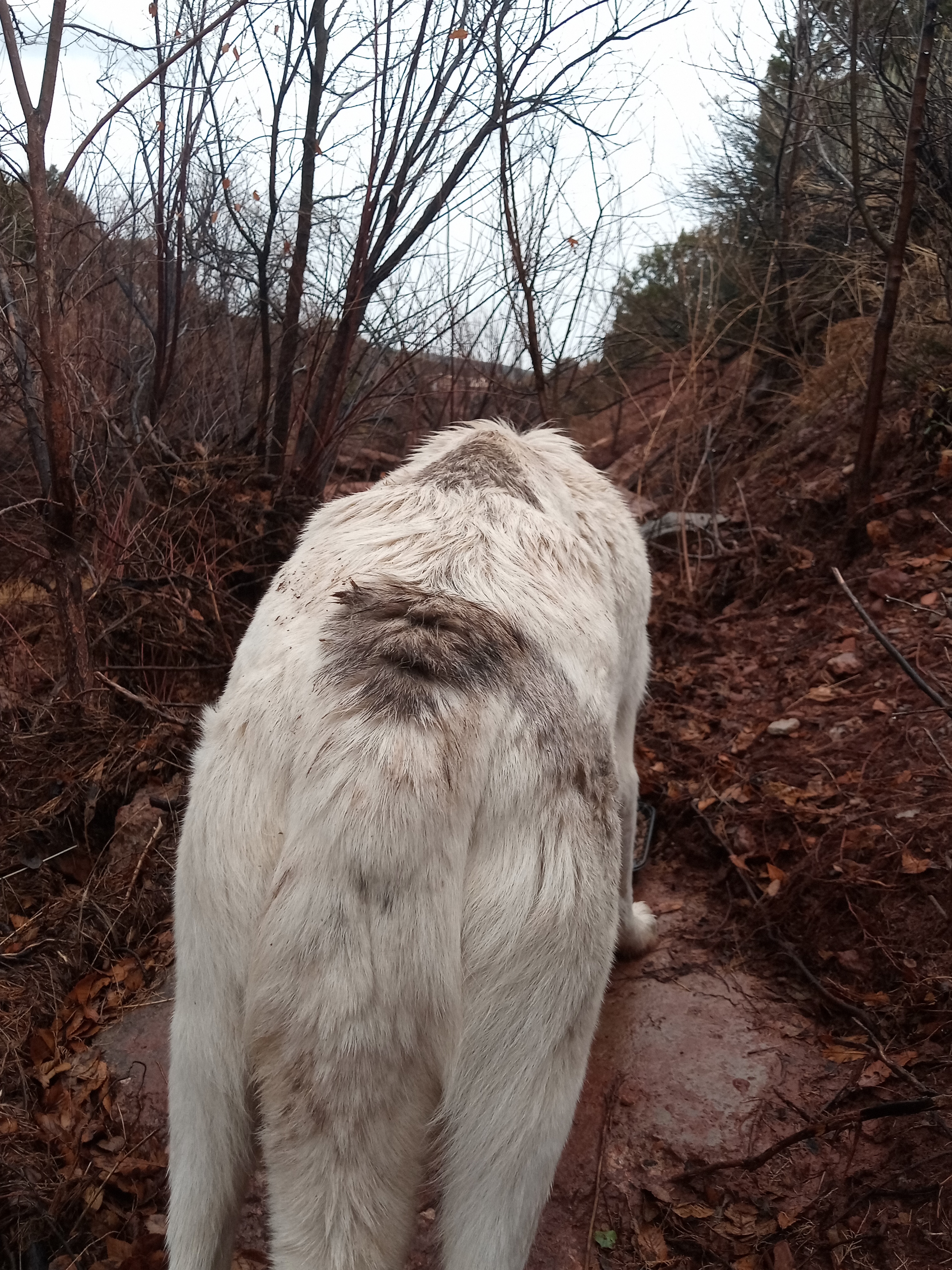 Raw animal camera upload (unprocessed). File: mot-det-20251227-152120.jpg.