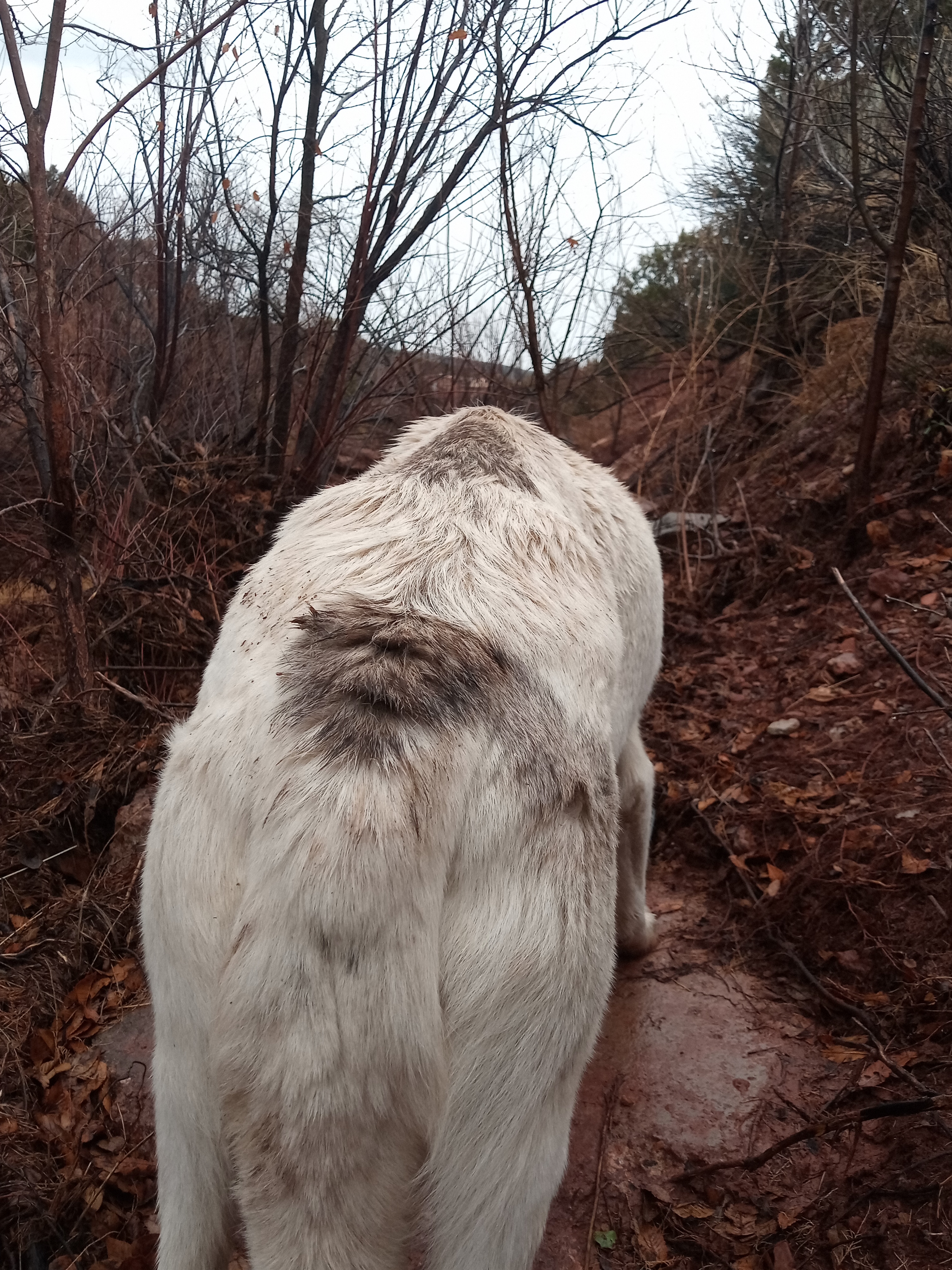 Raw animal camera upload (unprocessed). File: mot-det-20251227-152127.jpg.