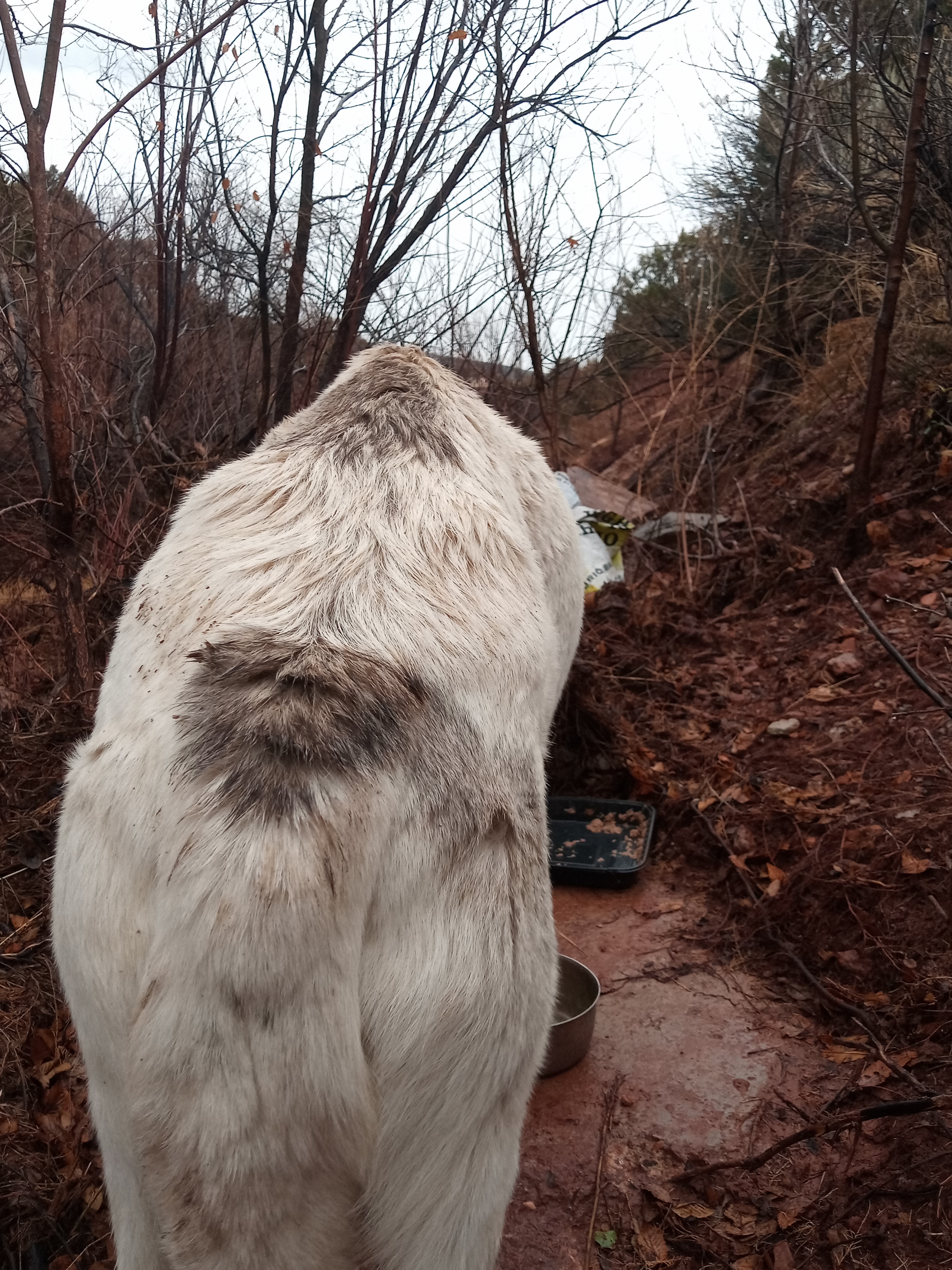 Raw animal camera upload (unprocessed). File: mot-det-20251227-152133.jpg.