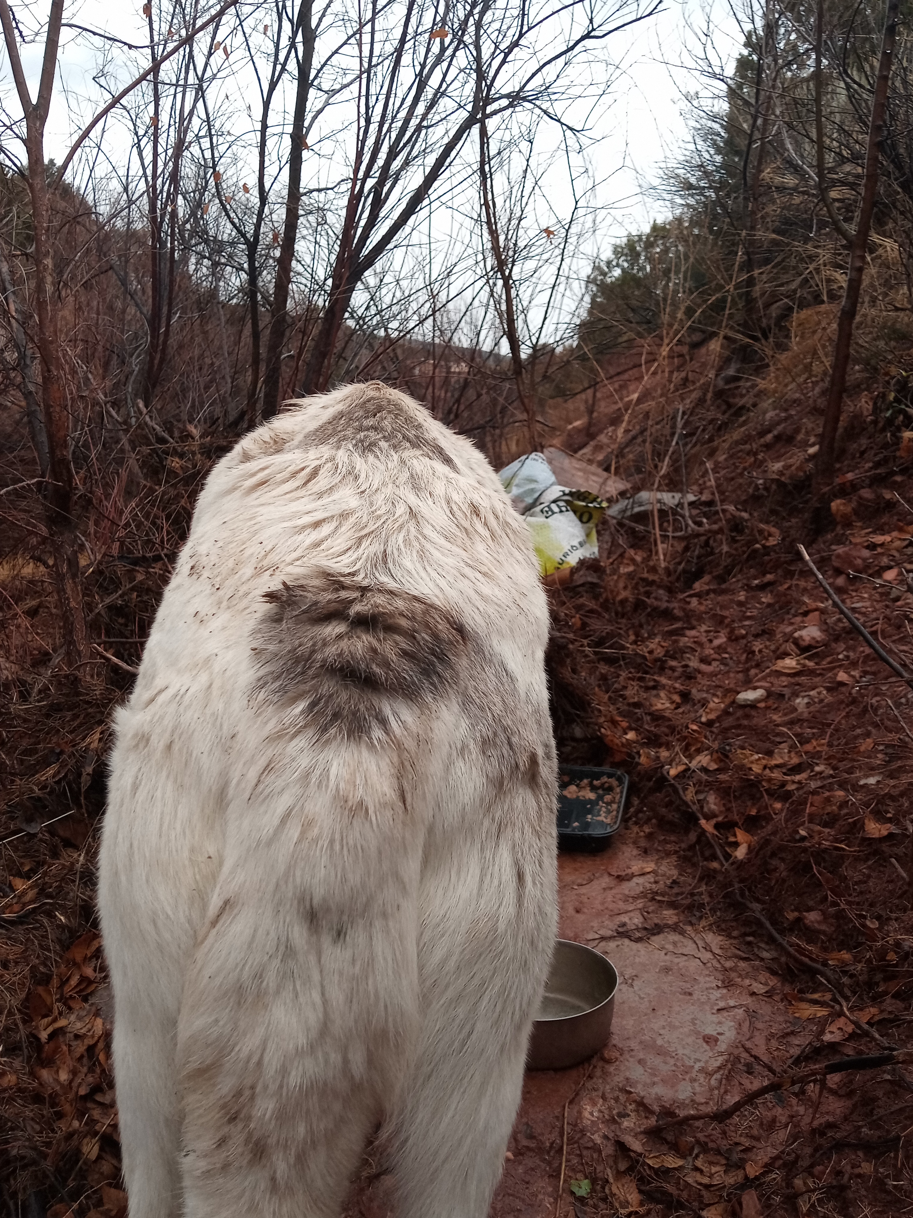 Raw animal camera upload (unprocessed). File: mot-det-20251227-152147.jpg.