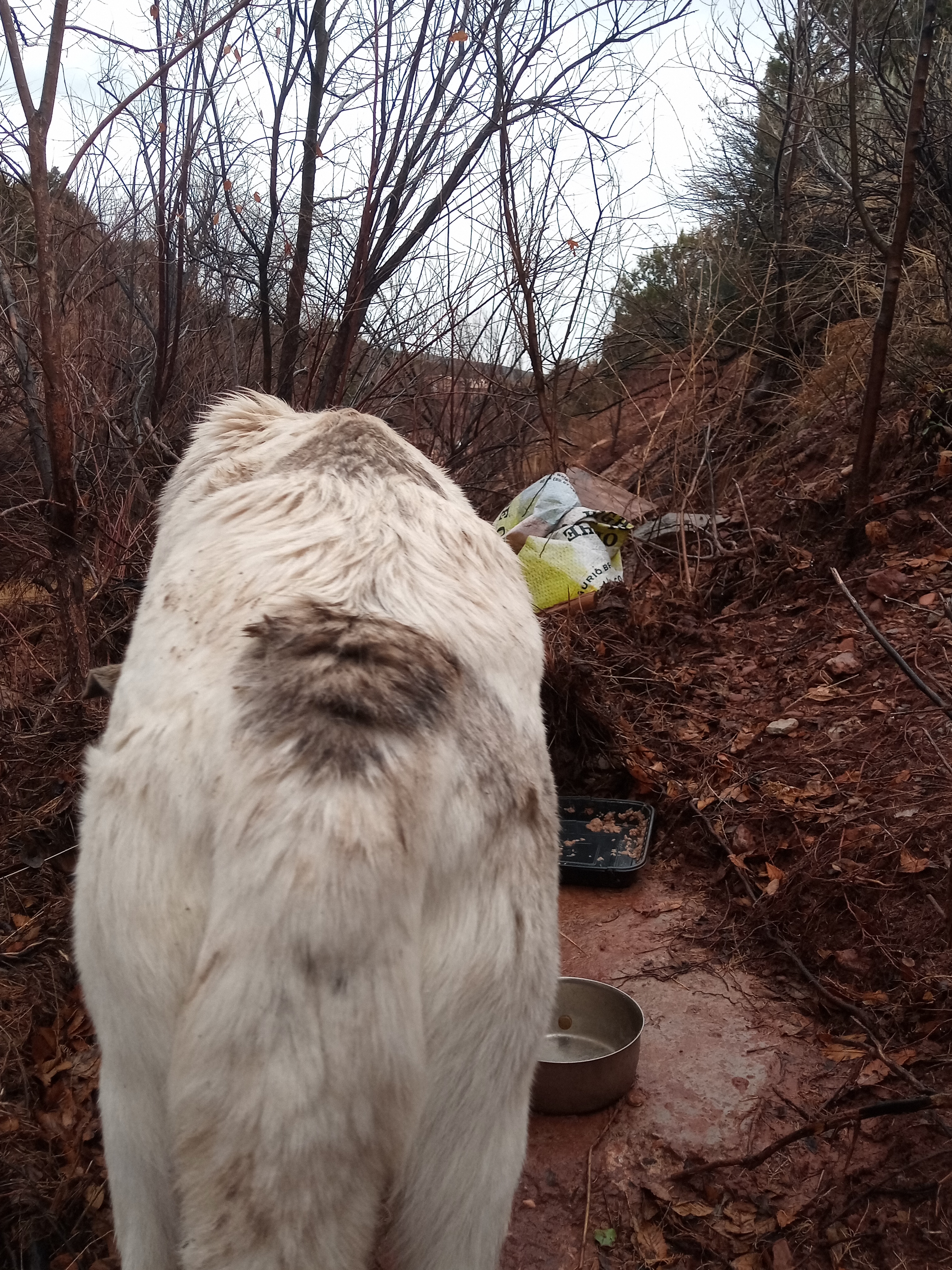 Raw animal camera upload (unprocessed). File: mot-det-20251227-152158.jpg.