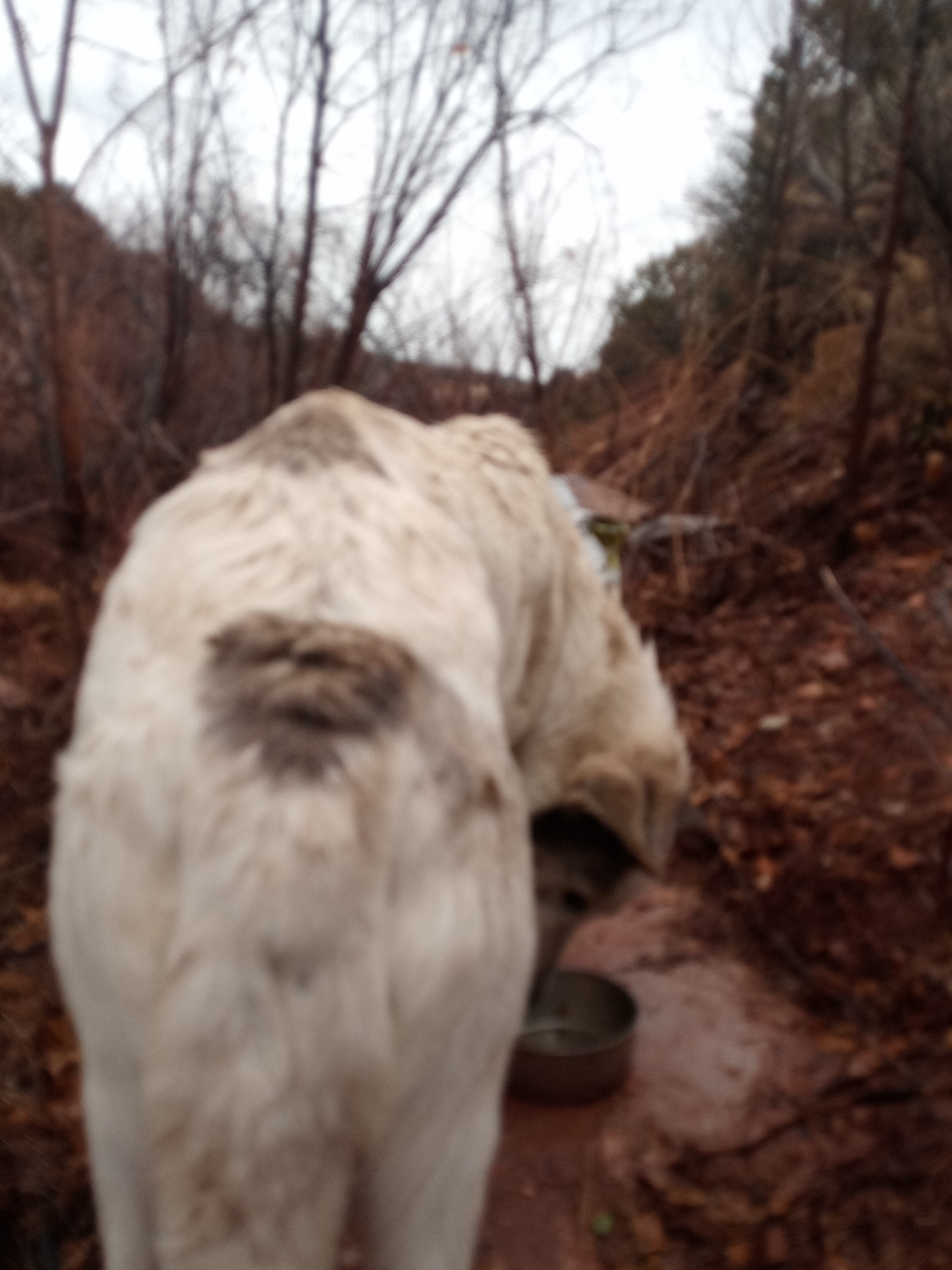 Raw animal camera upload (unprocessed). File: mot-det-20251227-152201.jpg.