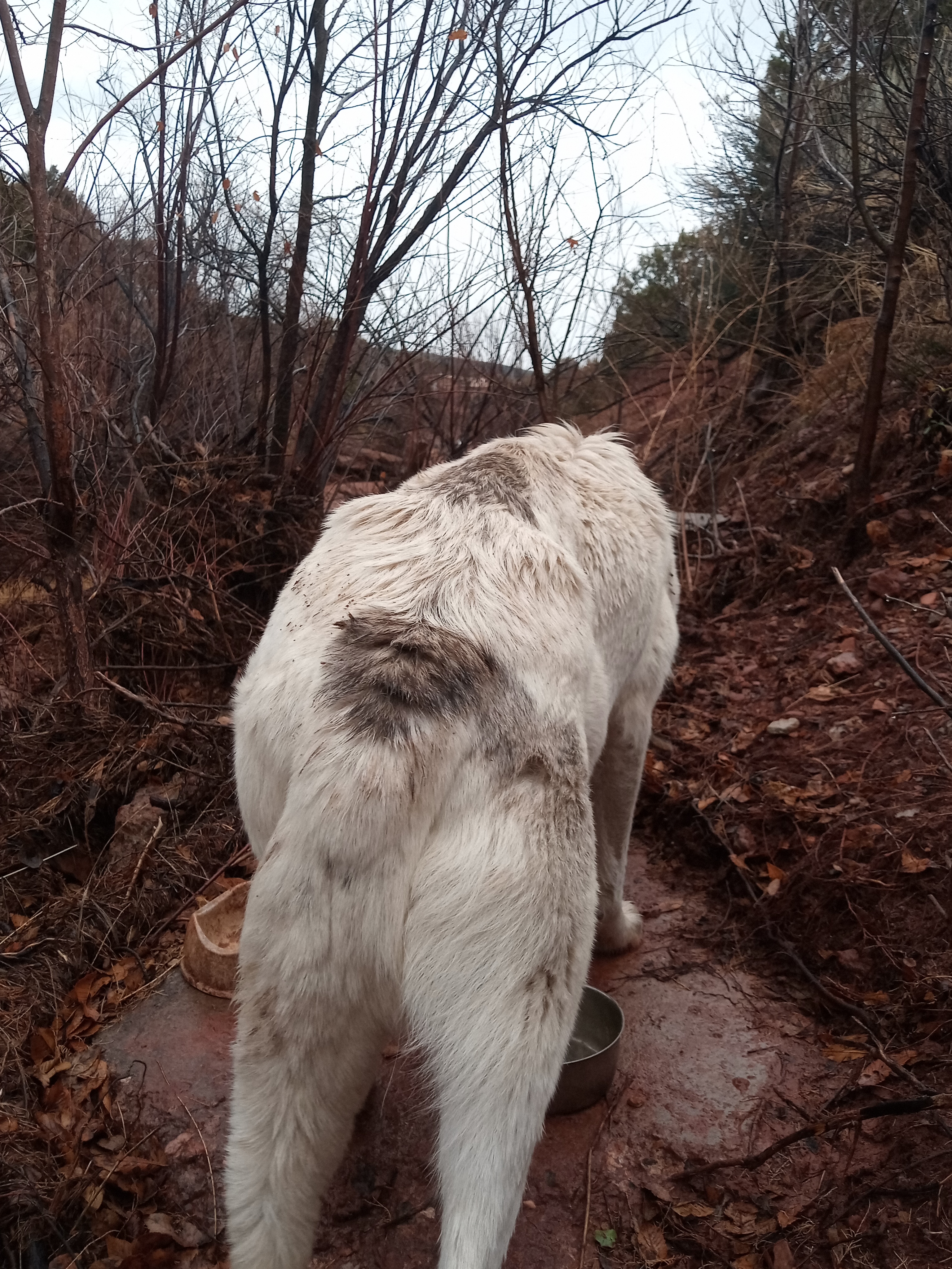 Raw animal camera upload (unprocessed). File: mot-det-20251227-152226.jpg.