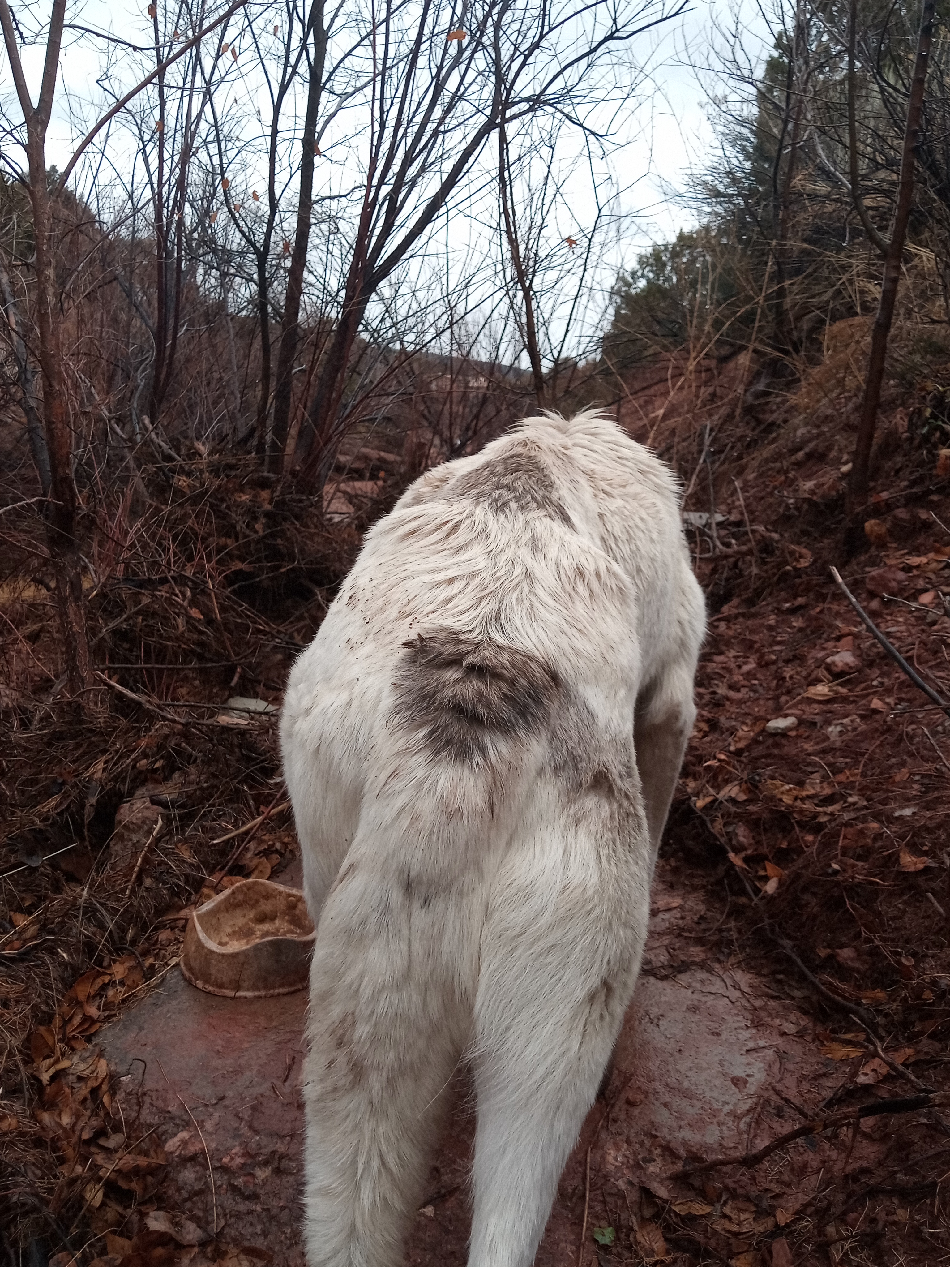 Raw animal camera upload (unprocessed). File: mot-det-20251227-152247.jpg.