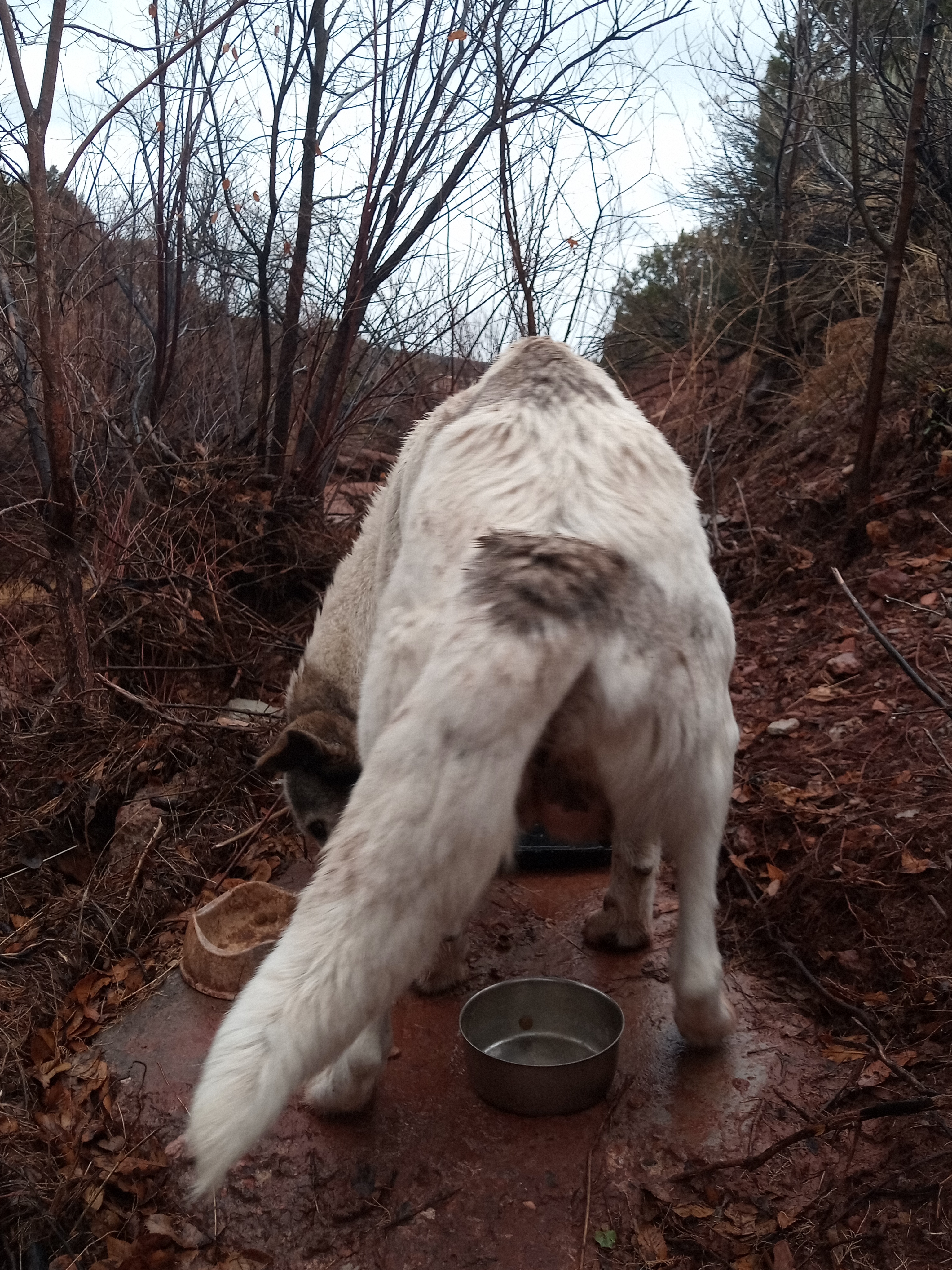 Raw animal camera upload (unprocessed). File: mot-det-20251227-152253.jpg.