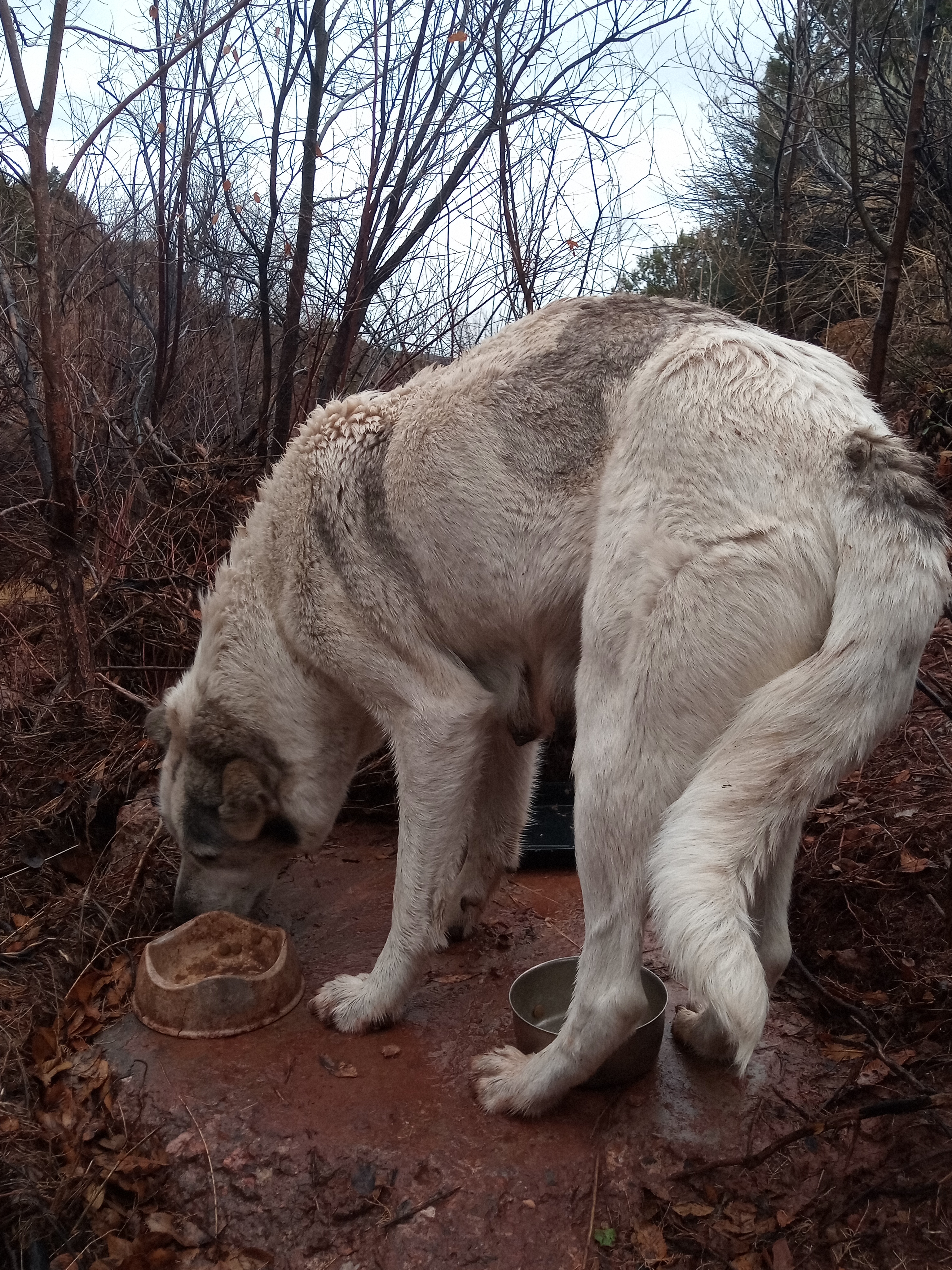 Raw animal camera upload (unprocessed). File: mot-det-20251227-152256.jpg.