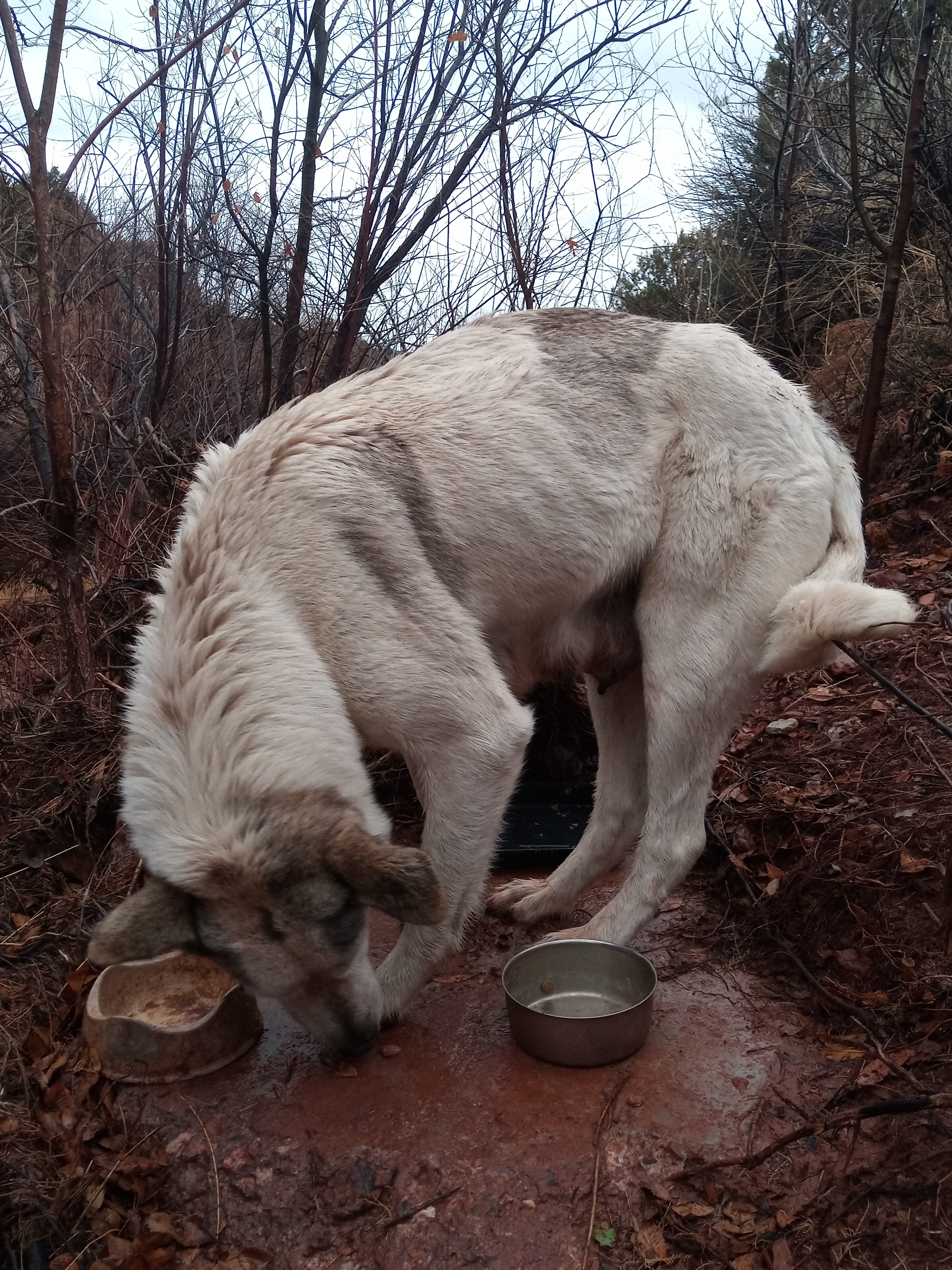 Raw animal camera upload (unprocessed). File: mot-det-20251227-152307.jpg.