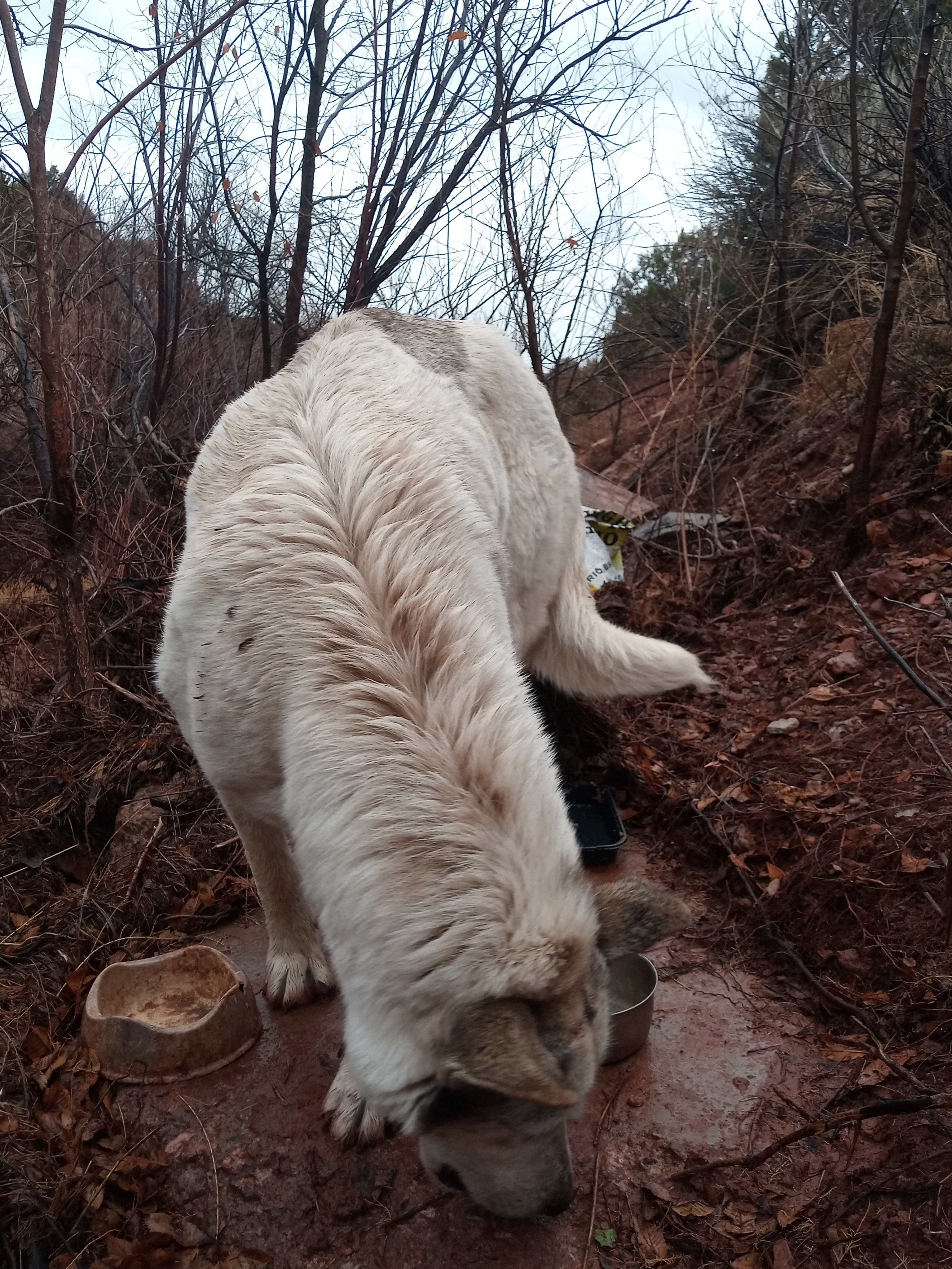 Raw animal camera upload (unprocessed). File: mot-det-20251227-152310.jpg.