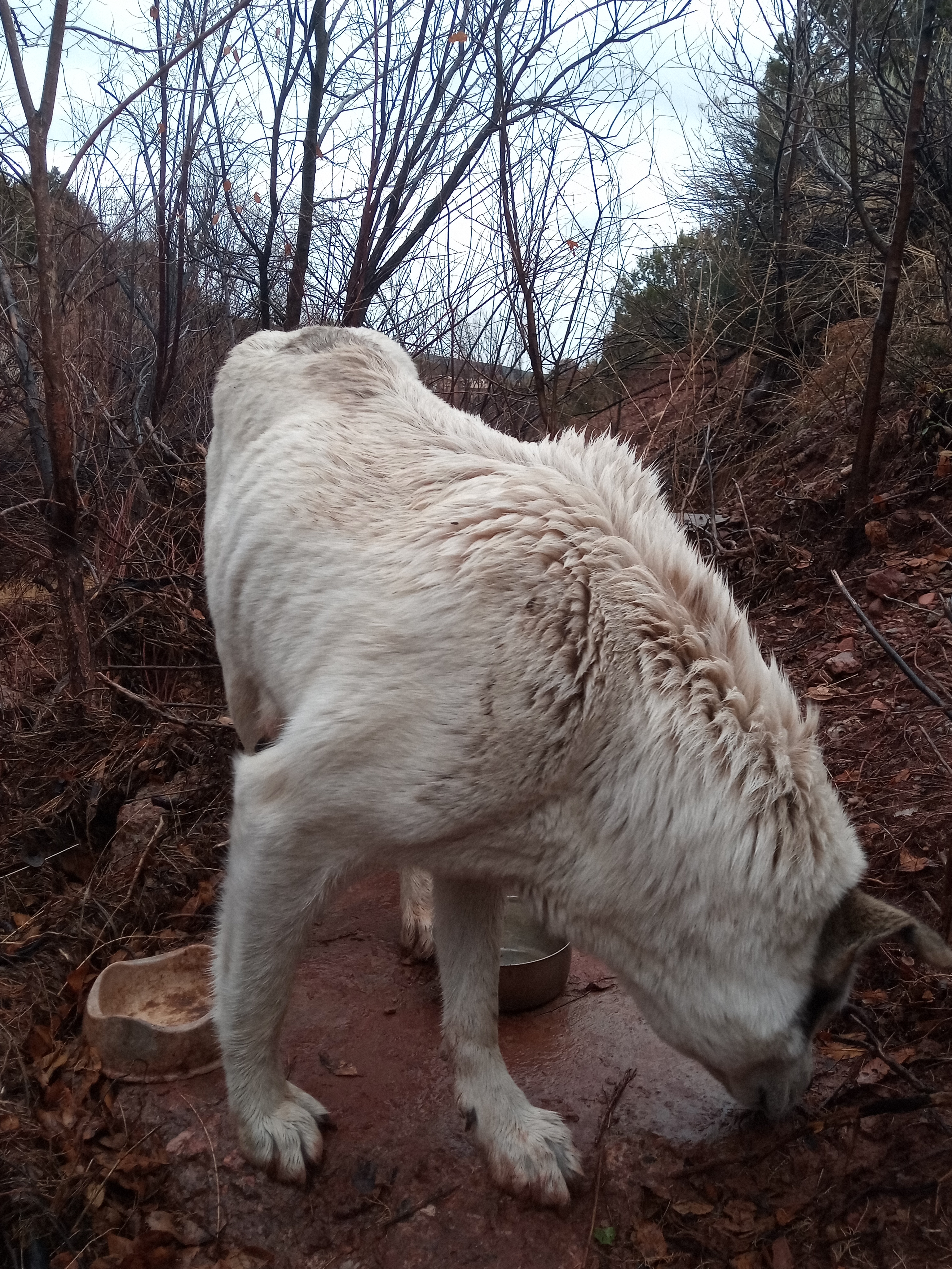 Raw animal camera upload (unprocessed). File: mot-det-20251227-152320.jpg.