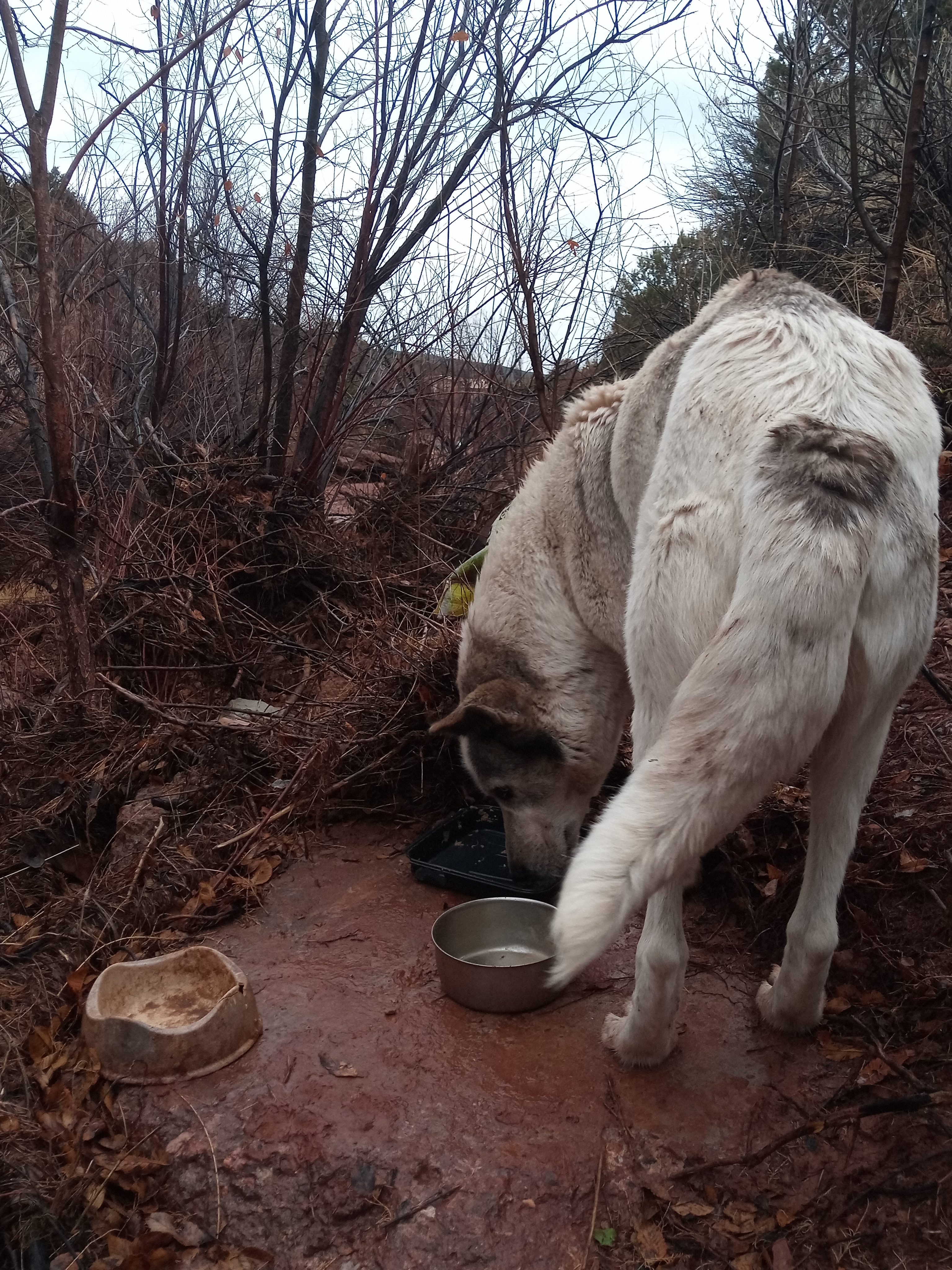 Raw animal camera upload (unprocessed). File: mot-det-20251227-152344.jpg.