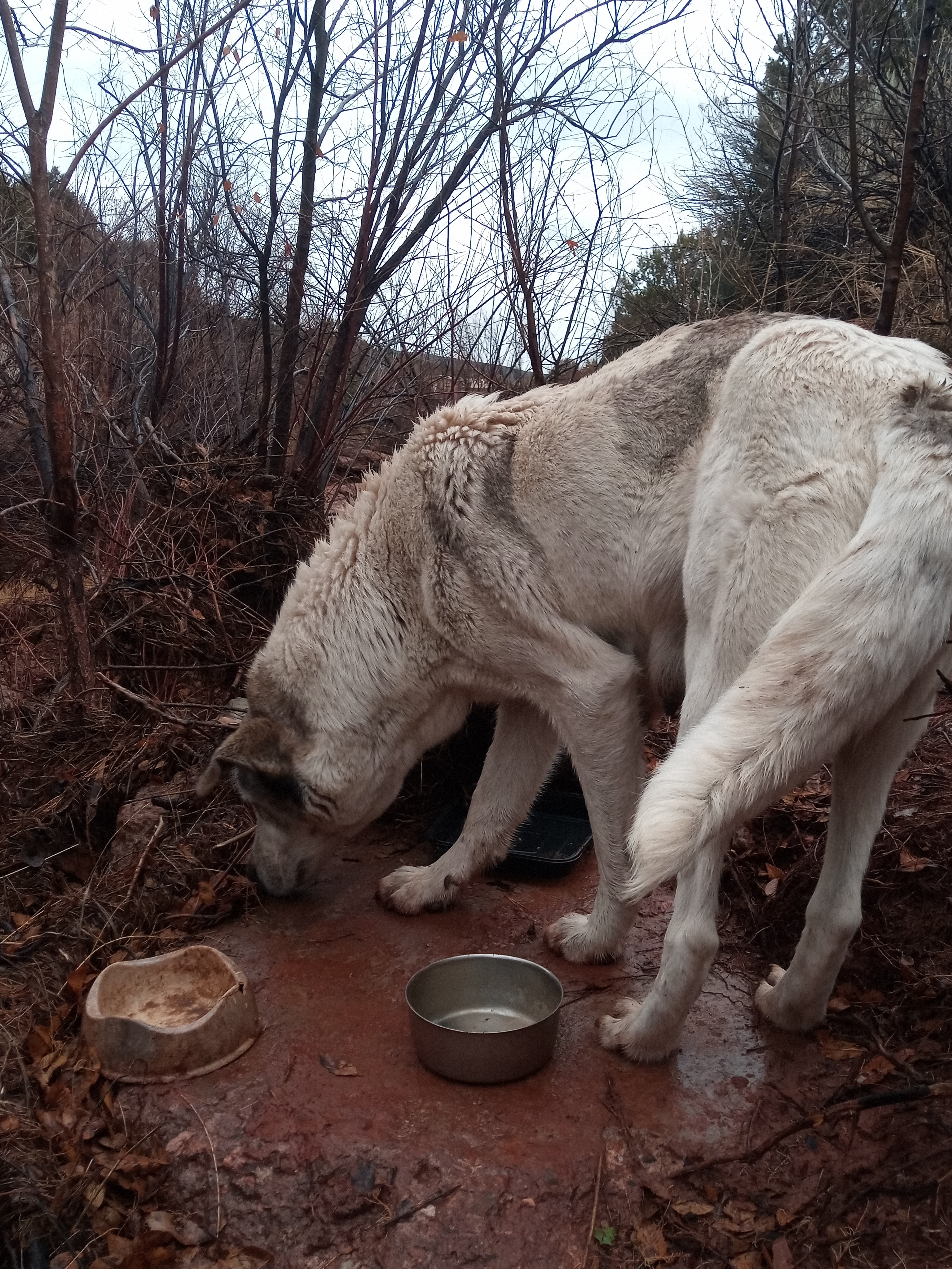 Raw animal camera upload (unprocessed). File: mot-det-20251227-152400.jpg.