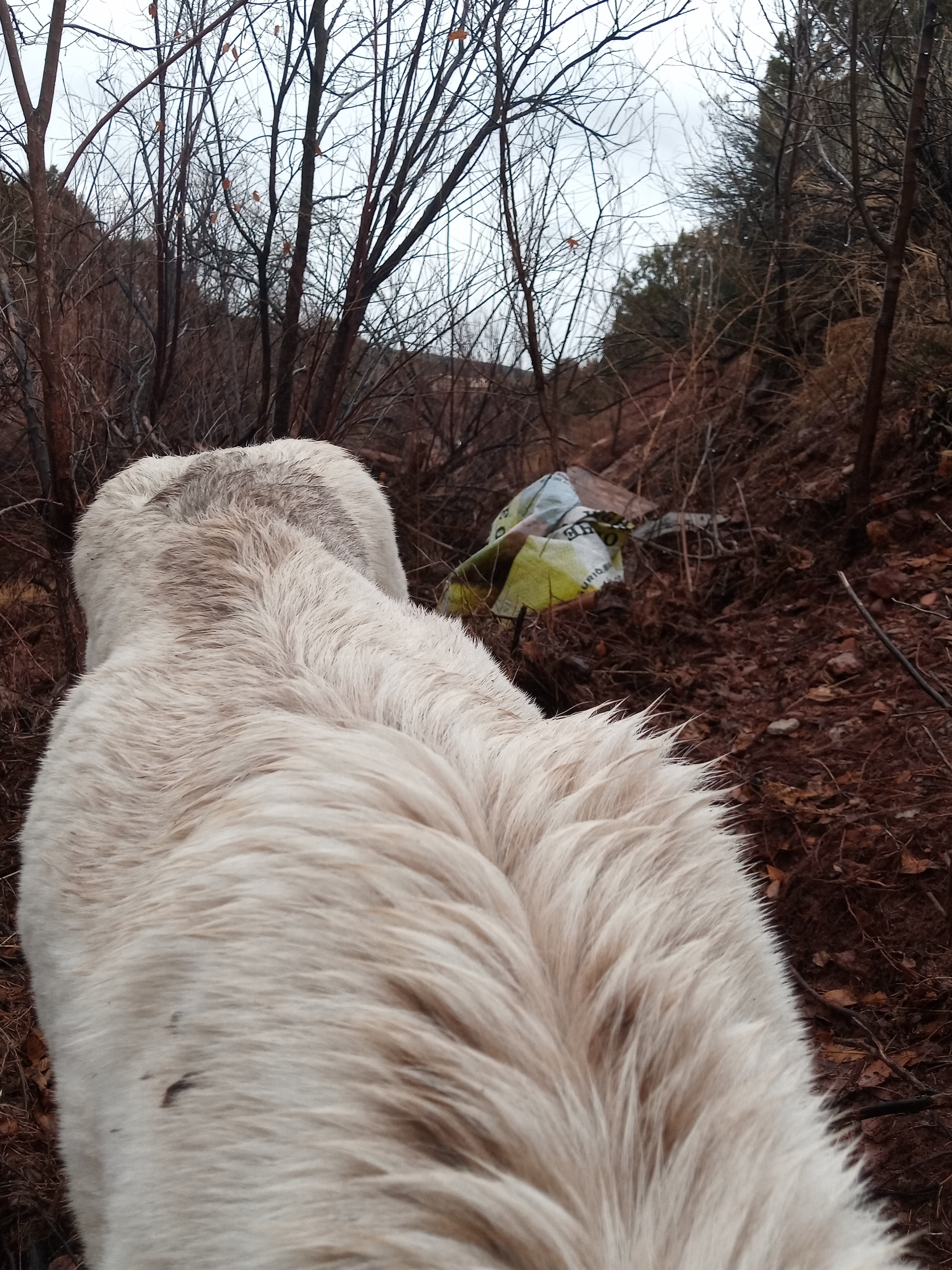 Raw animal camera upload (unprocessed). File: mot-det-20251227-152414.jpg.