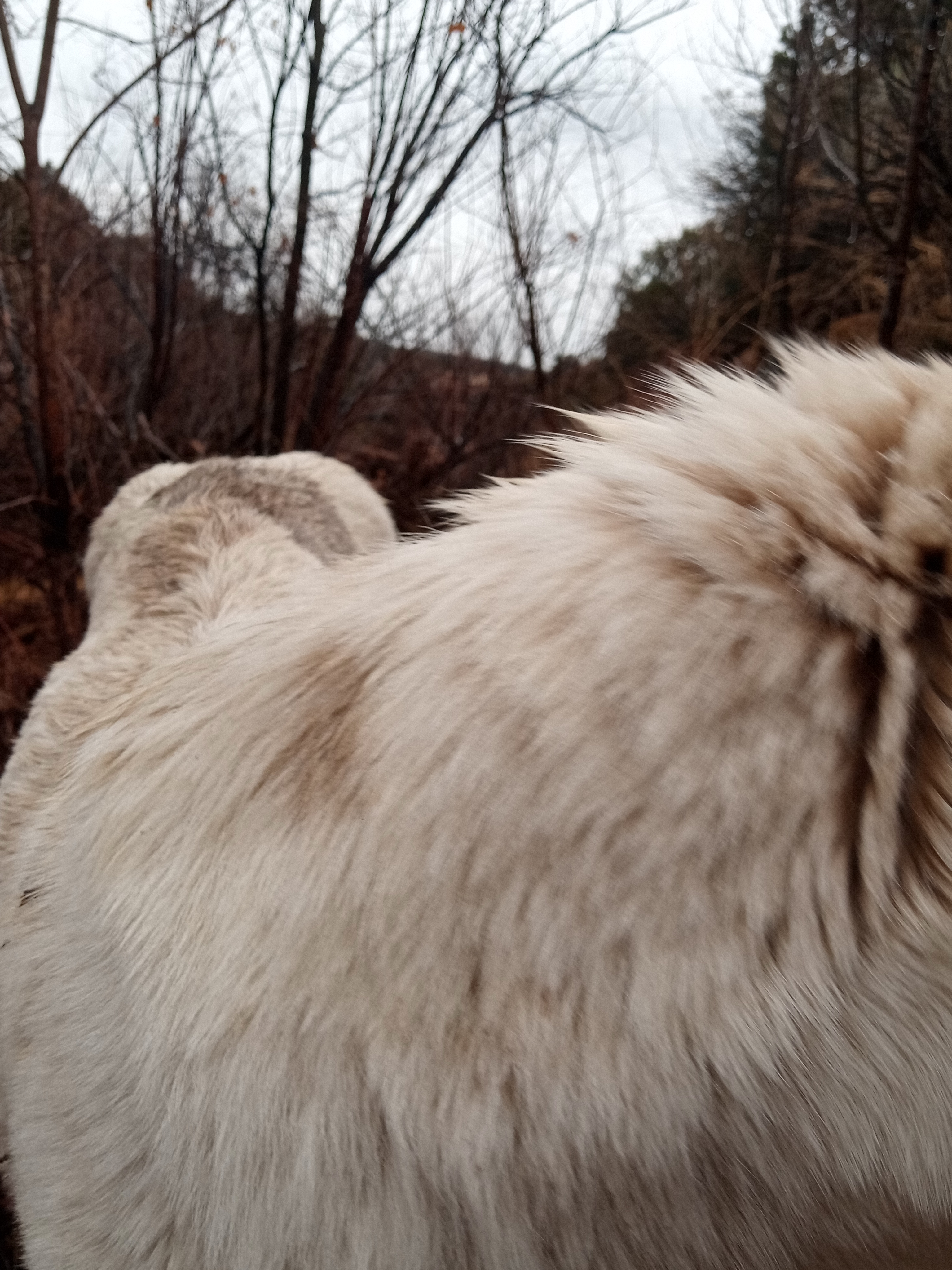 Raw animal camera upload (unprocessed). File: mot-det-20251227-152417.jpg.