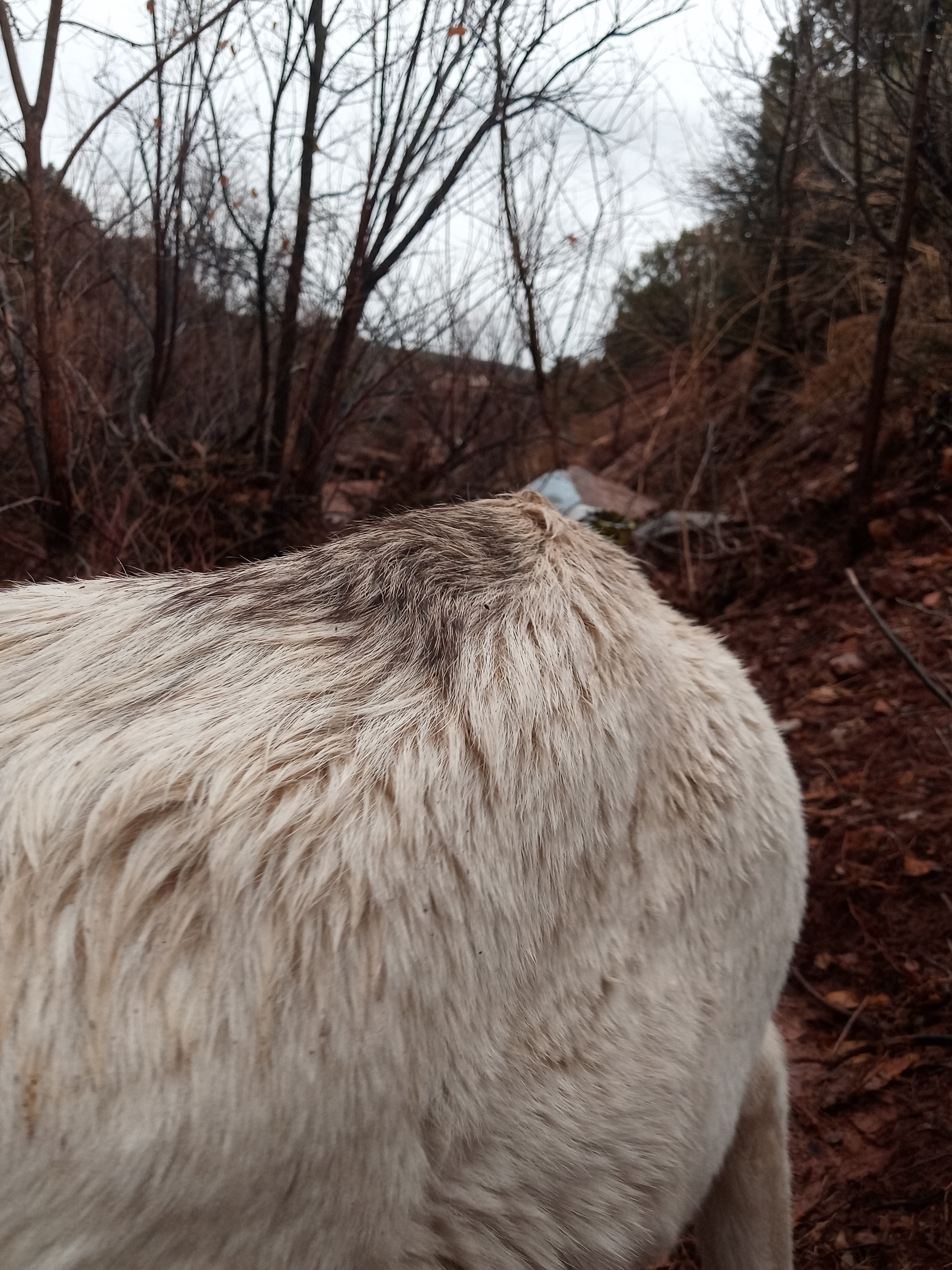 Raw animal camera upload (unprocessed). File: mot-det-20251227-152429.jpg.