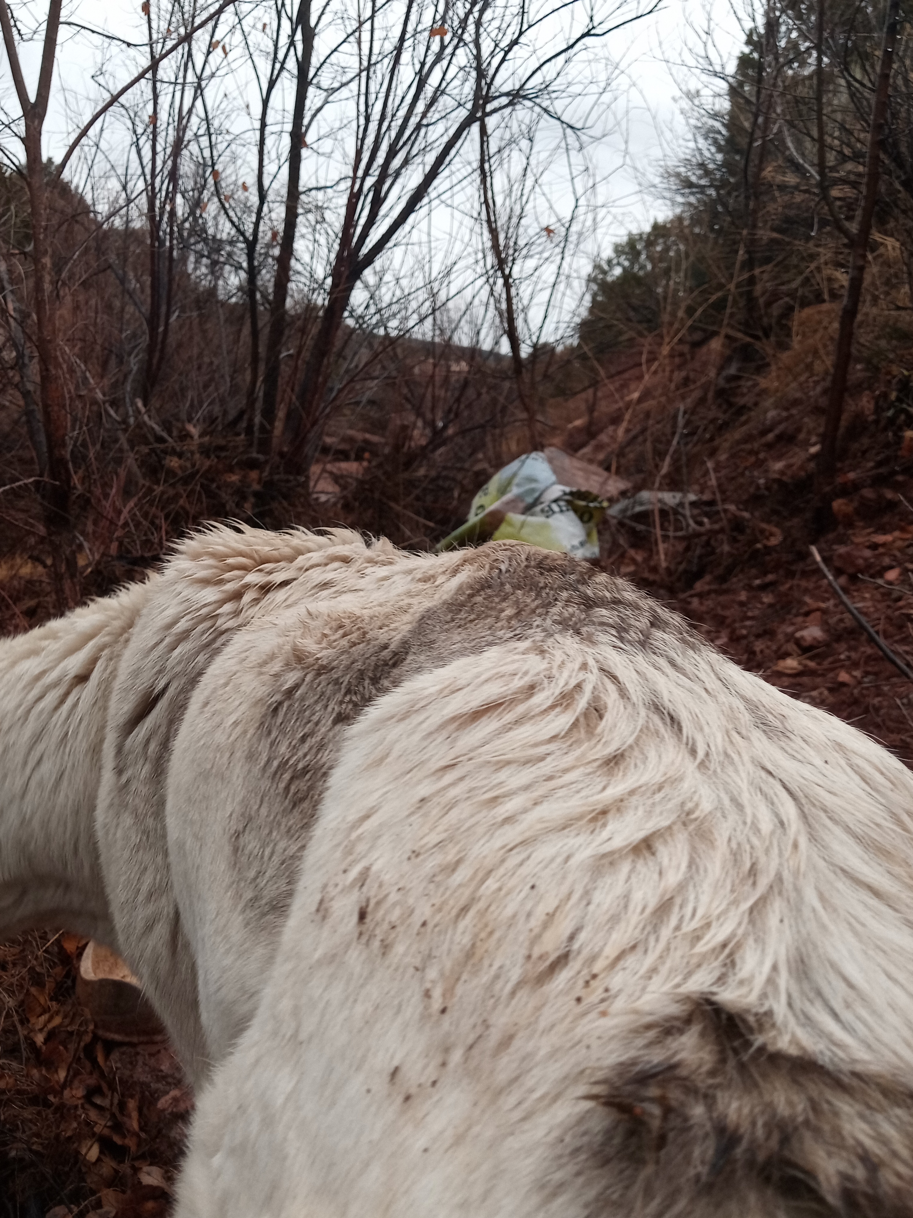 Raw animal camera upload (unprocessed). File: mot-det-20251227-152432.jpg.