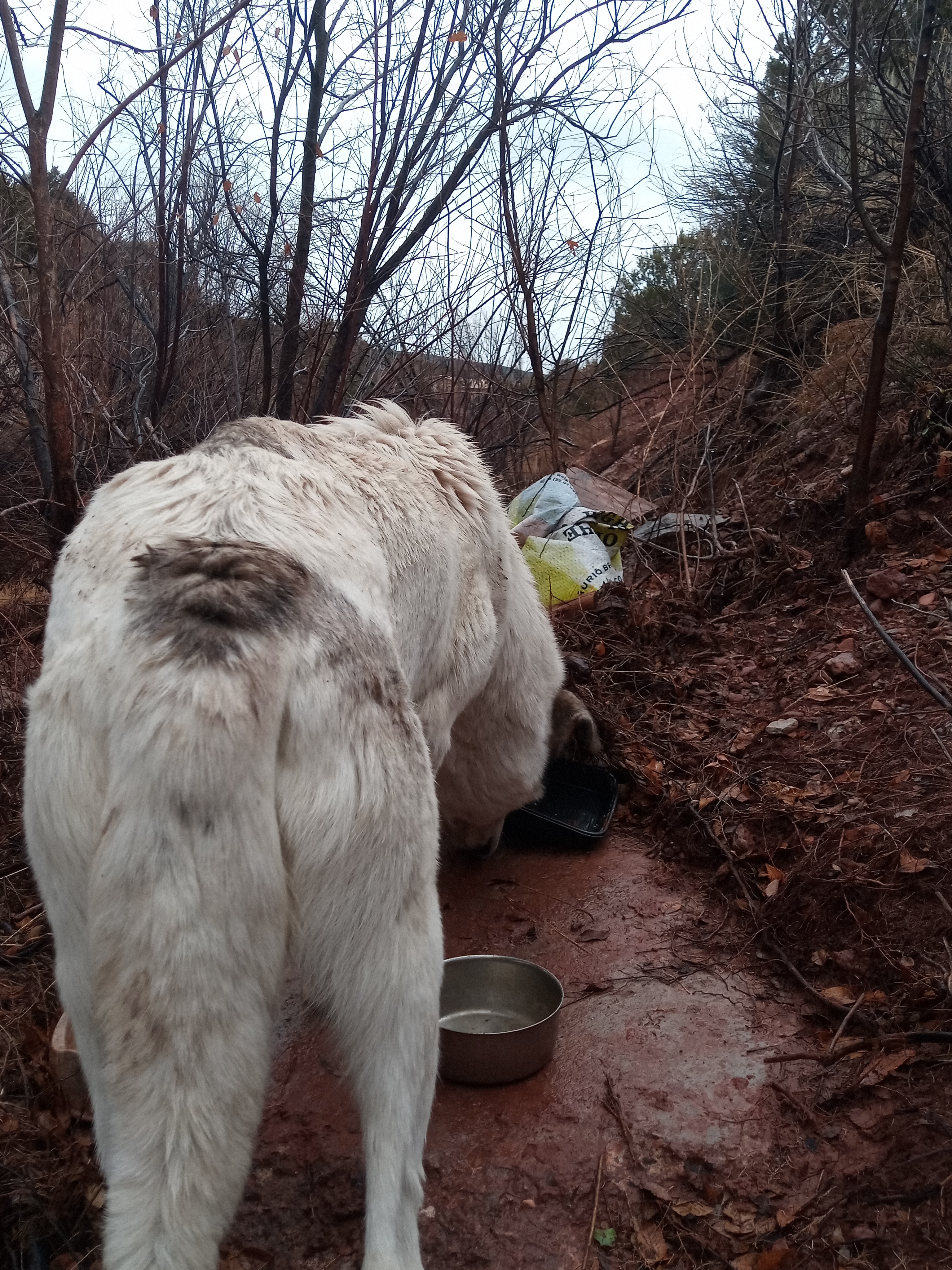 Raw animal camera upload (unprocessed). File: mot-det-20251227-152442.jpg.