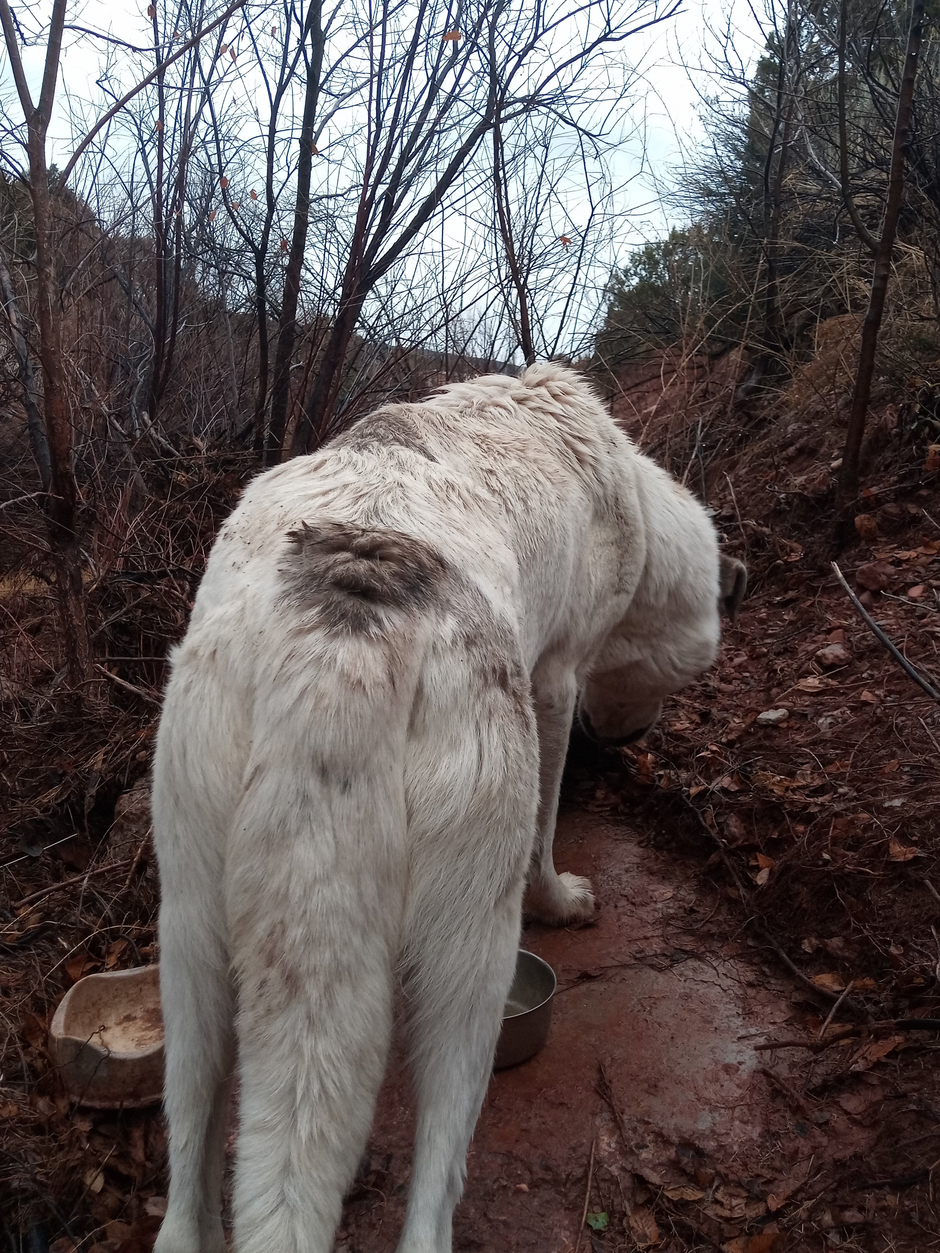 Raw animal camera upload (unprocessed). File: mot-det-20251227-152448.jpg.