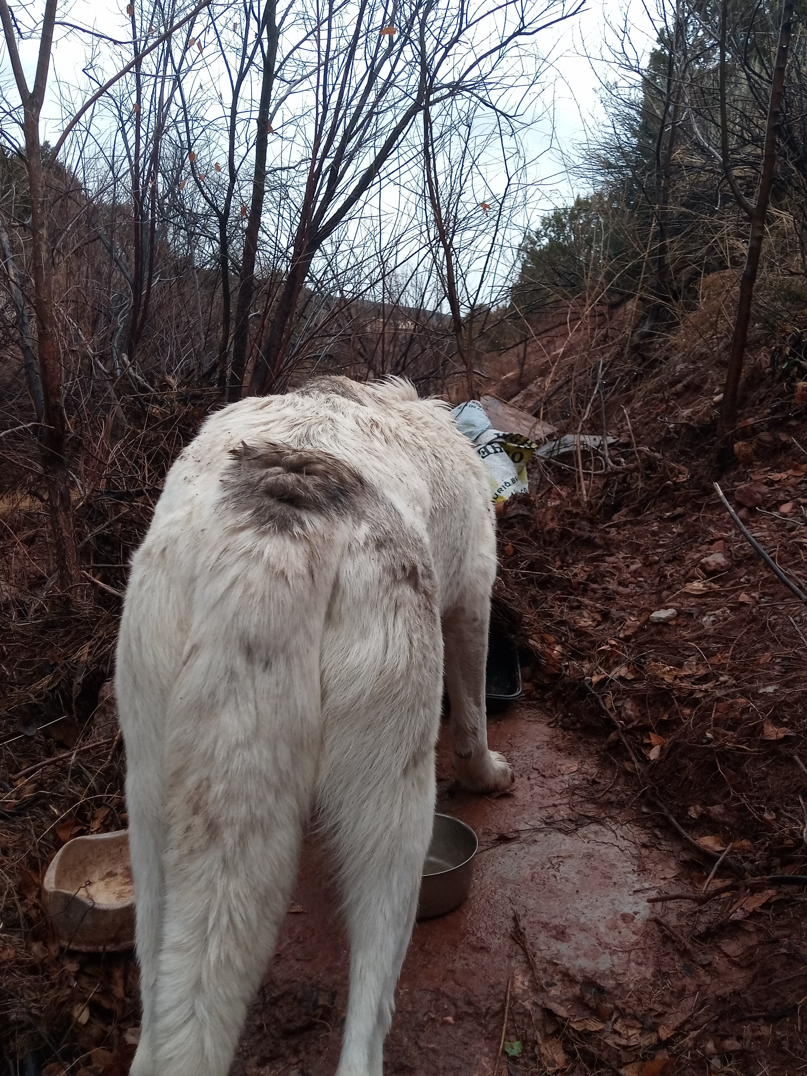 Raw animal camera upload (unprocessed). File: mot-det-20251227-152453.jpg.