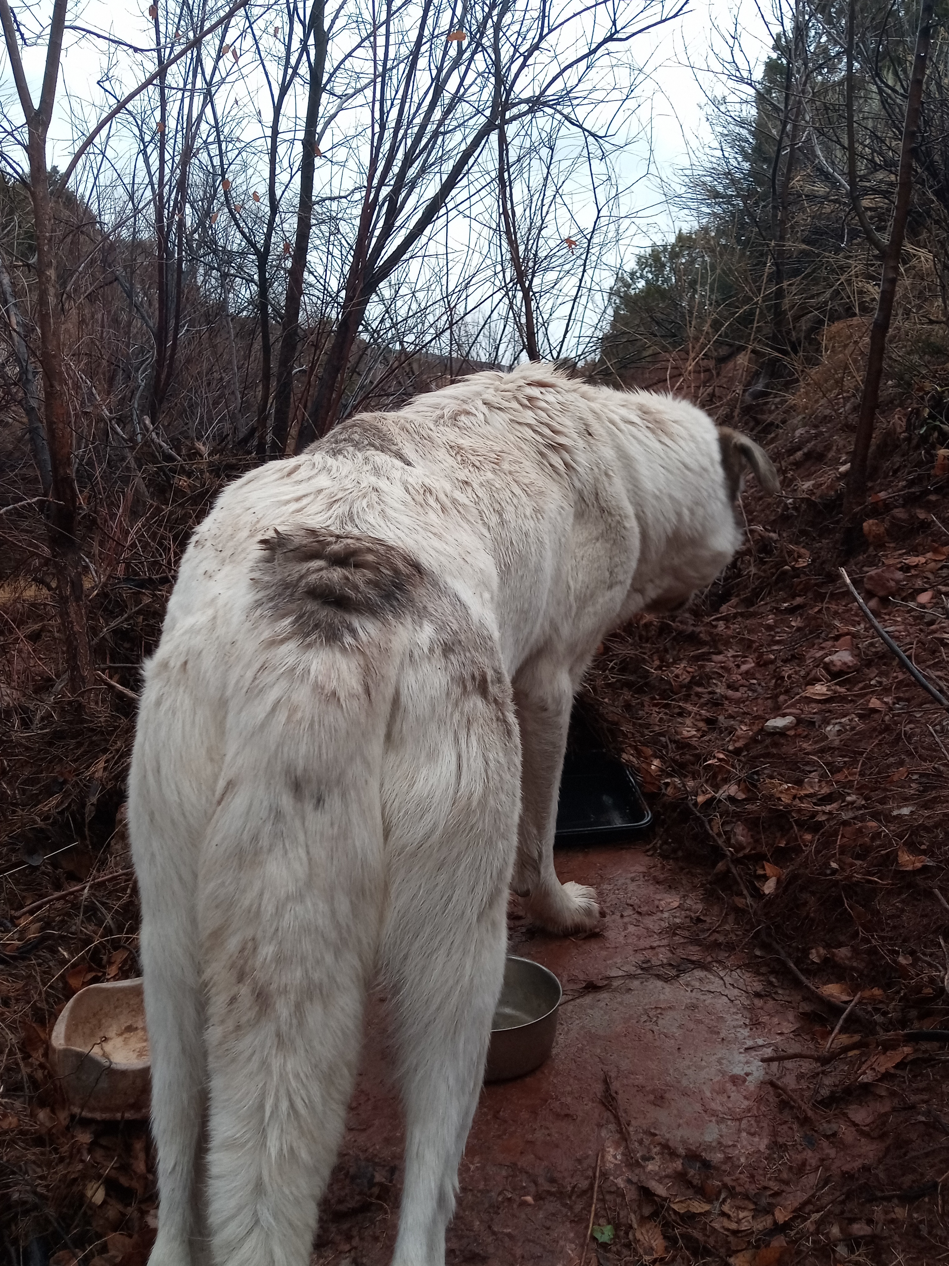 Raw animal camera upload (unprocessed). File: mot-det-20251227-152458.jpg.