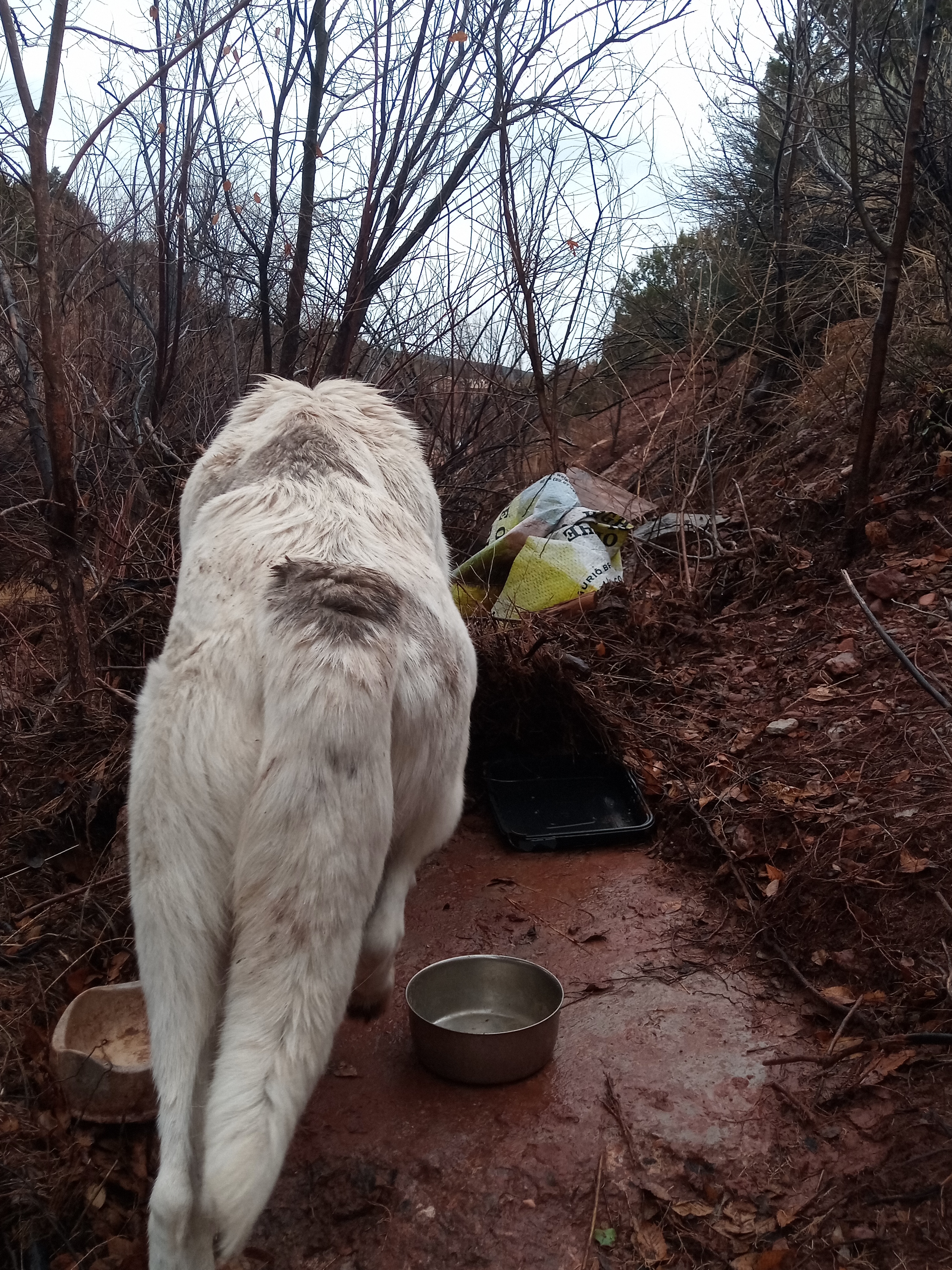 Raw animal camera upload (unprocessed). File: mot-det-20251227-152501.jpg.