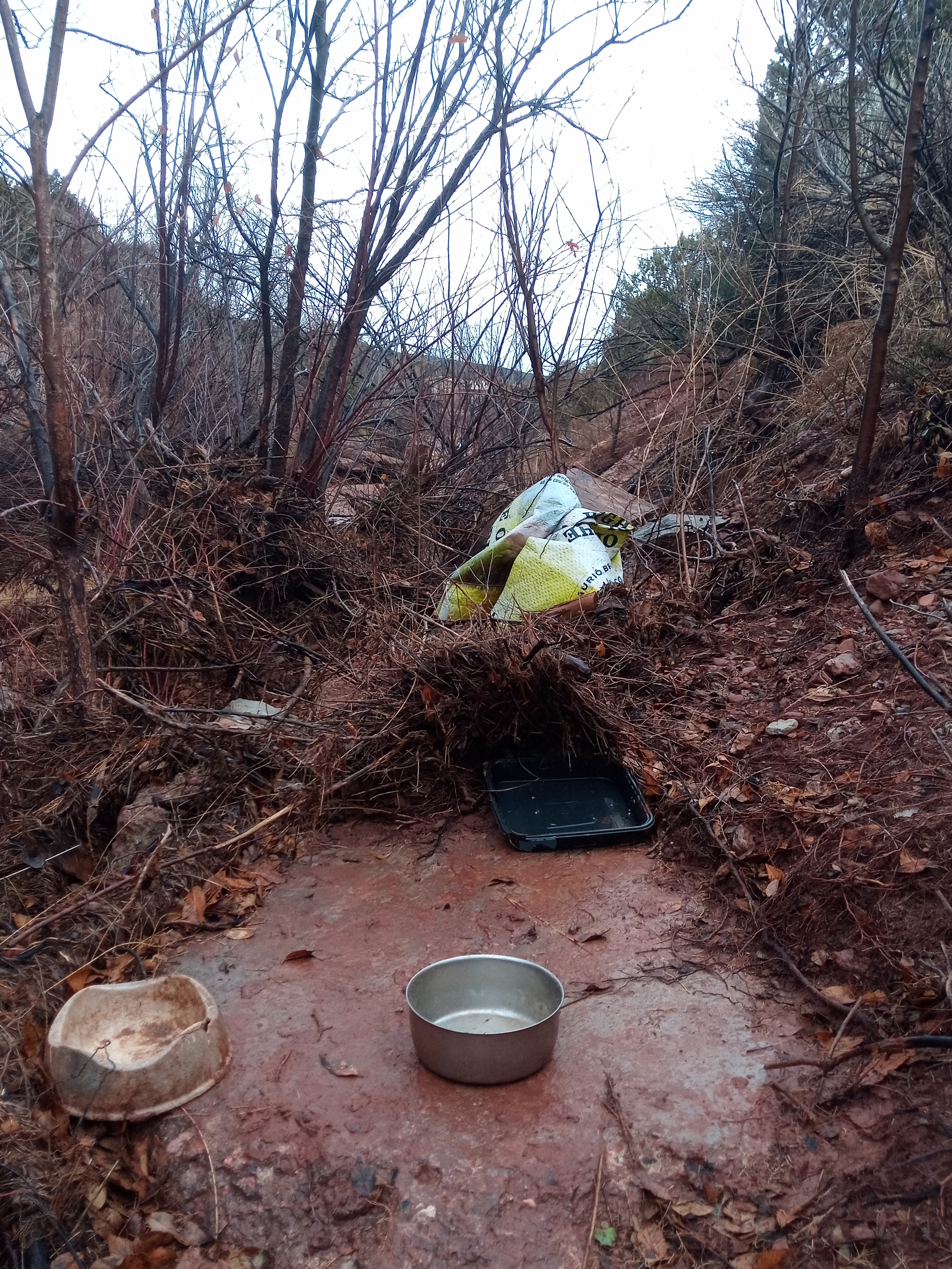 Raw animal camera upload (unprocessed). File: mot-det-20251227-153958.jpg.