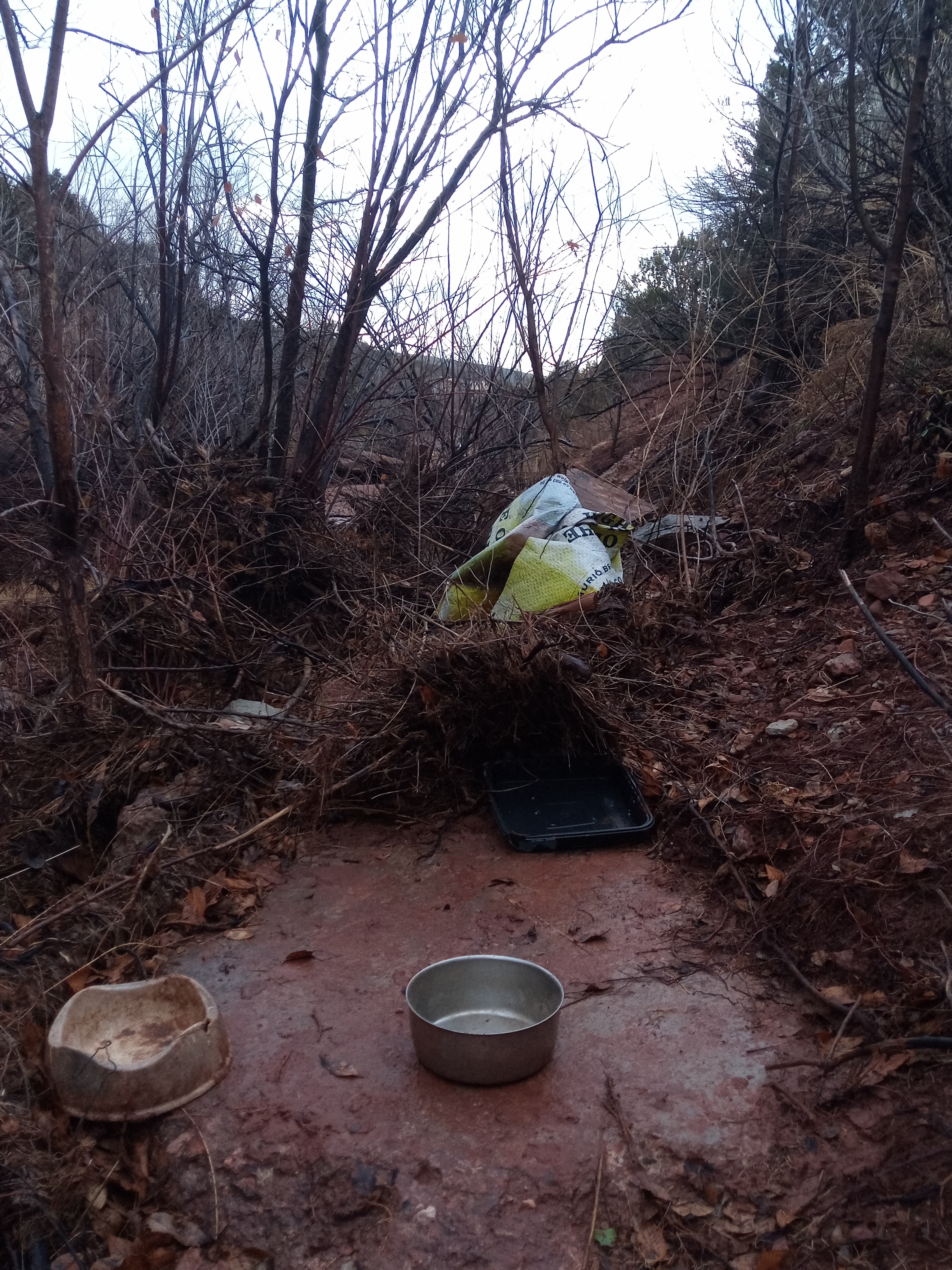 Raw animal camera upload (unprocessed). File: mot-det-20251227-160620.jpg.