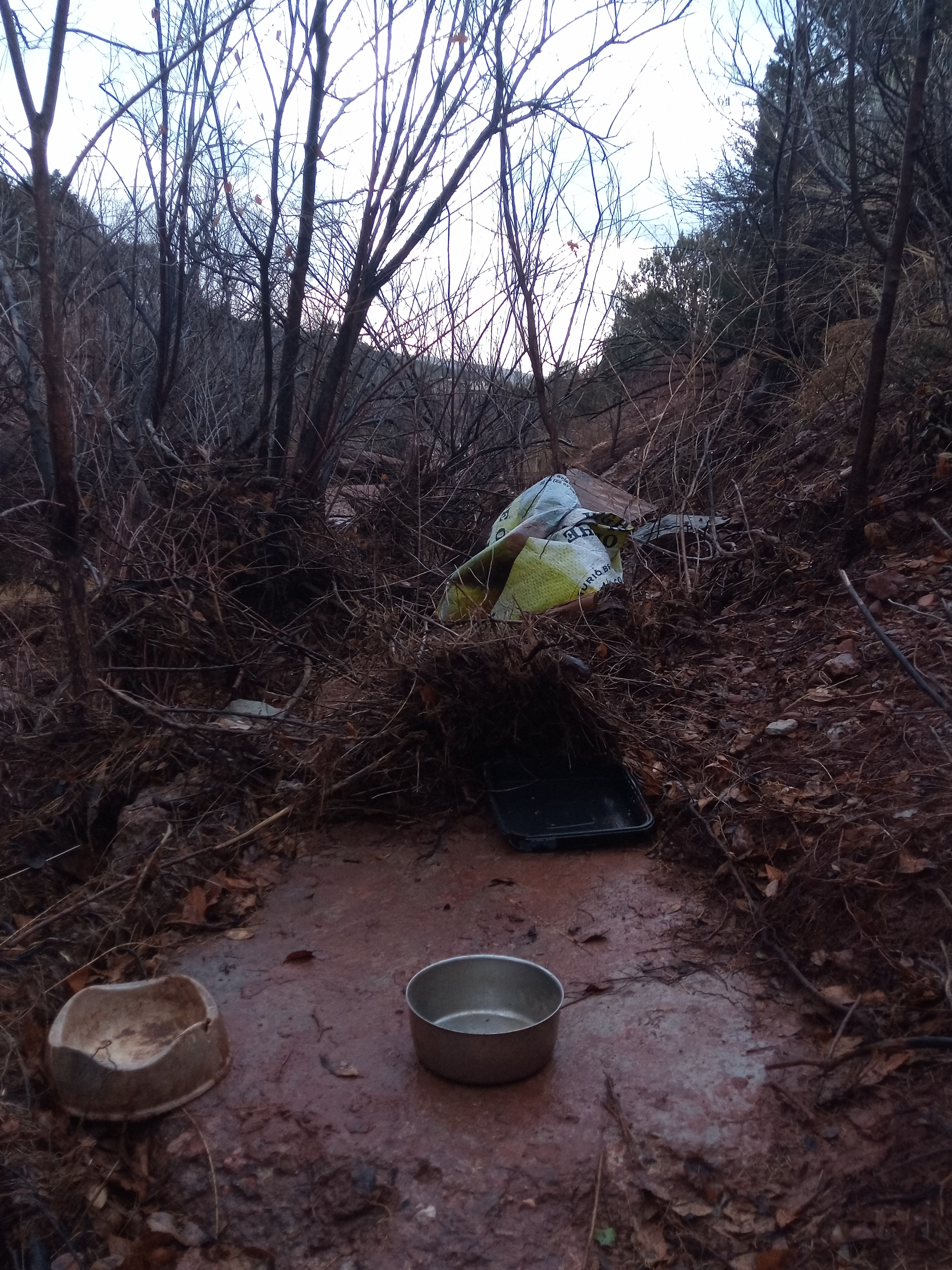 Raw animal camera upload (unprocessed). File: mot-det-20251227-160959.jpg.