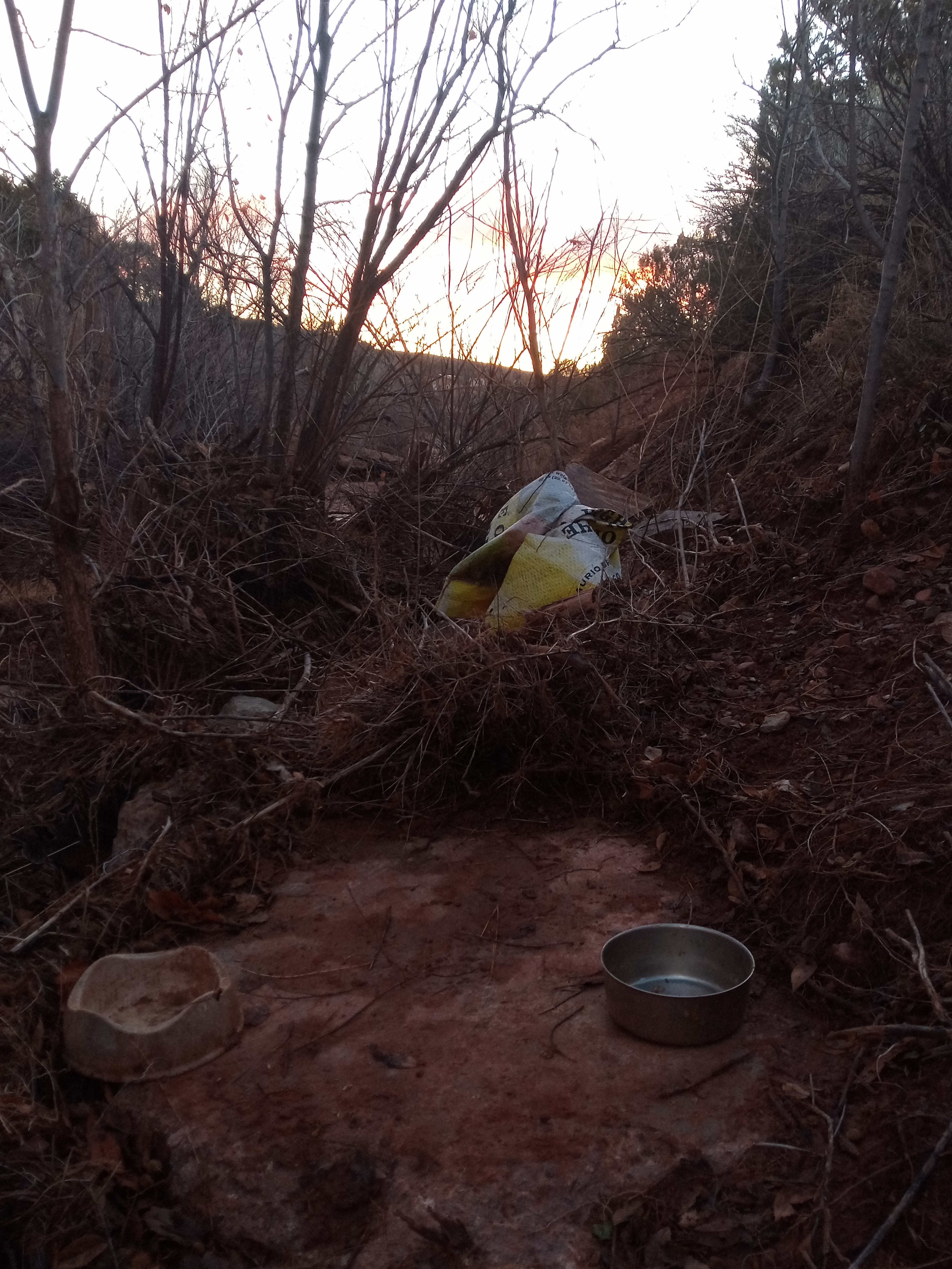 Raw animal camera upload (unprocessed). File: mot-det-20251228-070903.jpg.