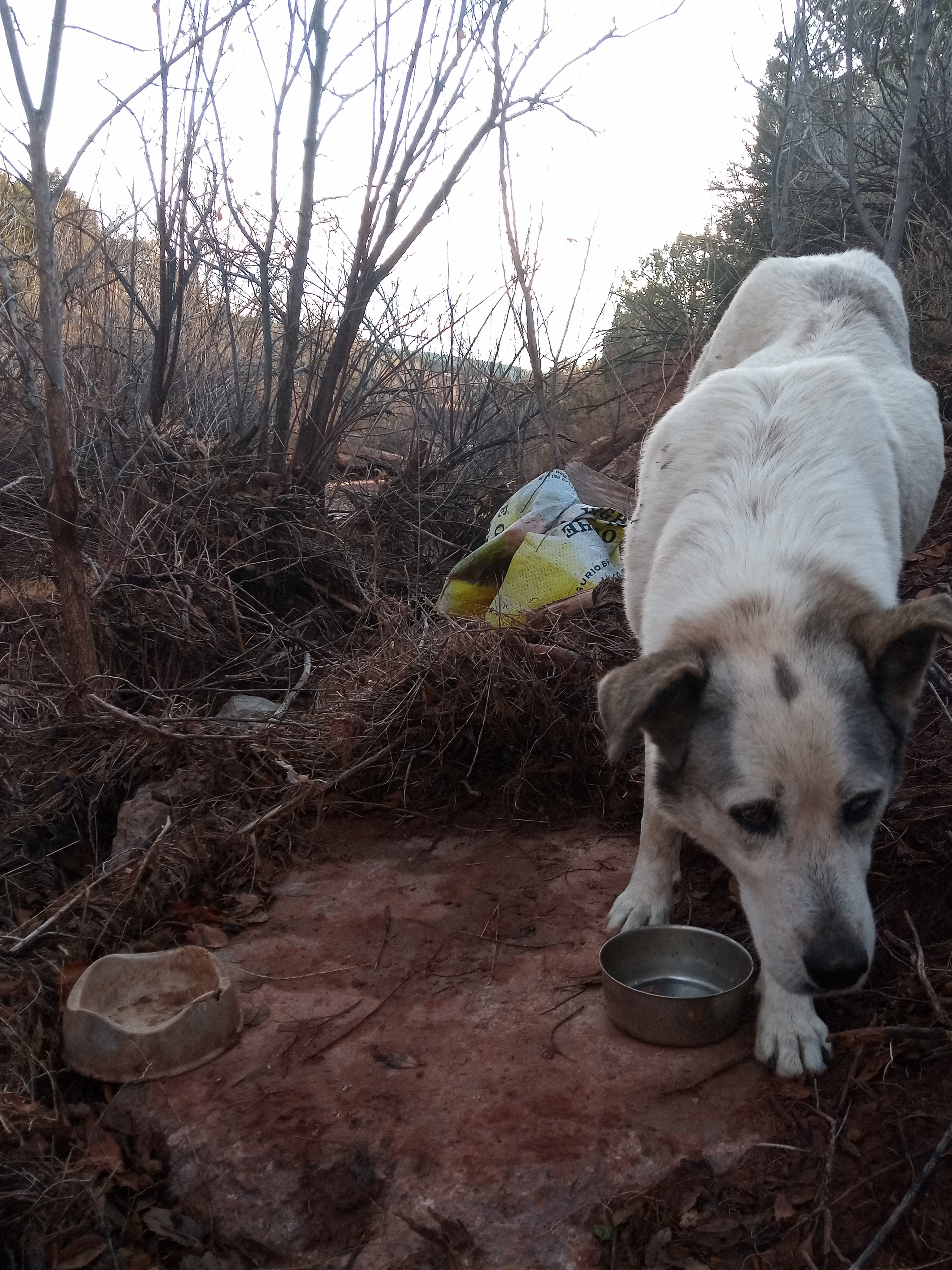 Raw animal camera upload (unprocessed). File: mot-det-20251228-080329.jpg.