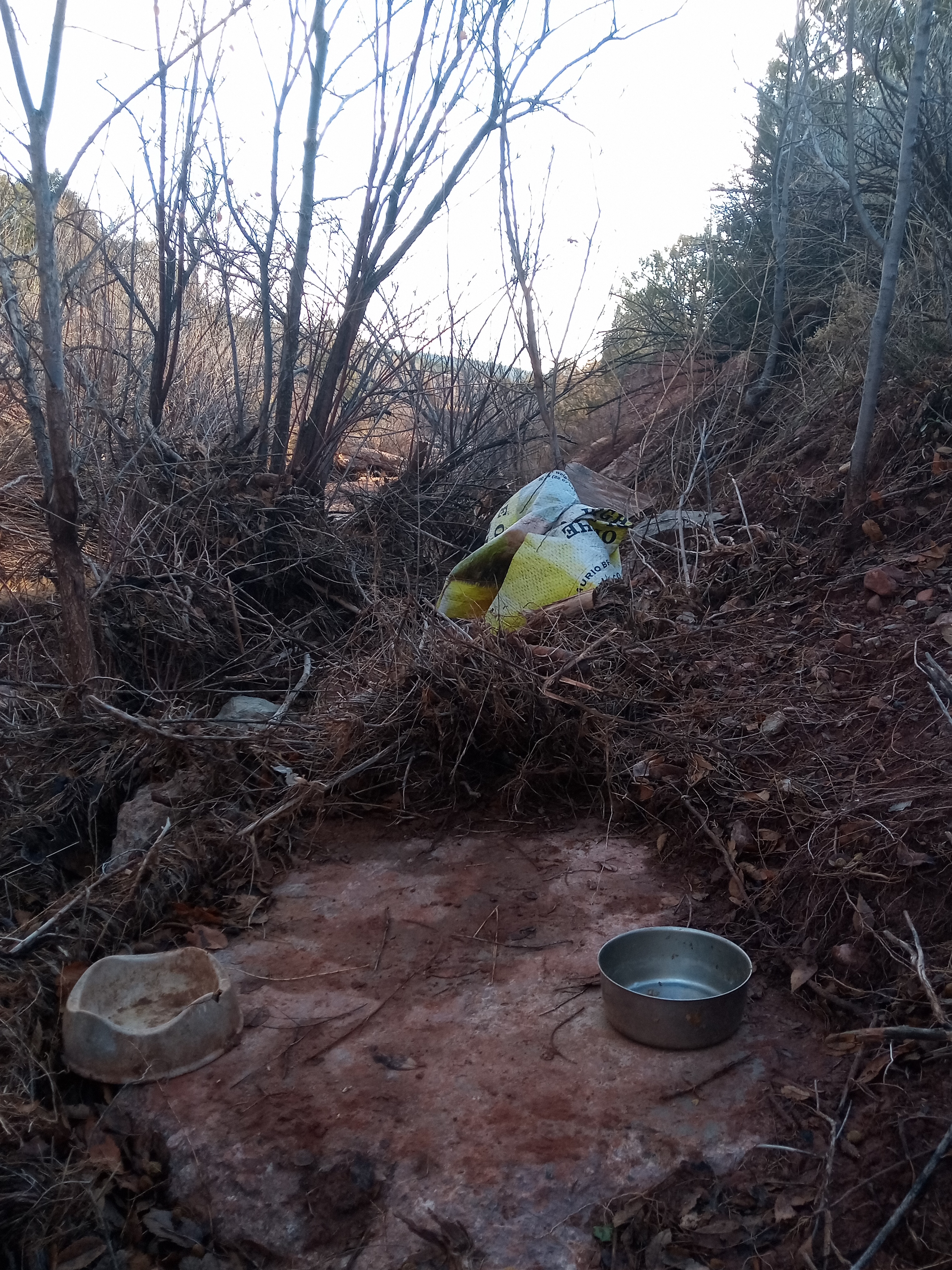 Raw animal camera upload (unprocessed). File: mot-det-20251228-082742.jpg.