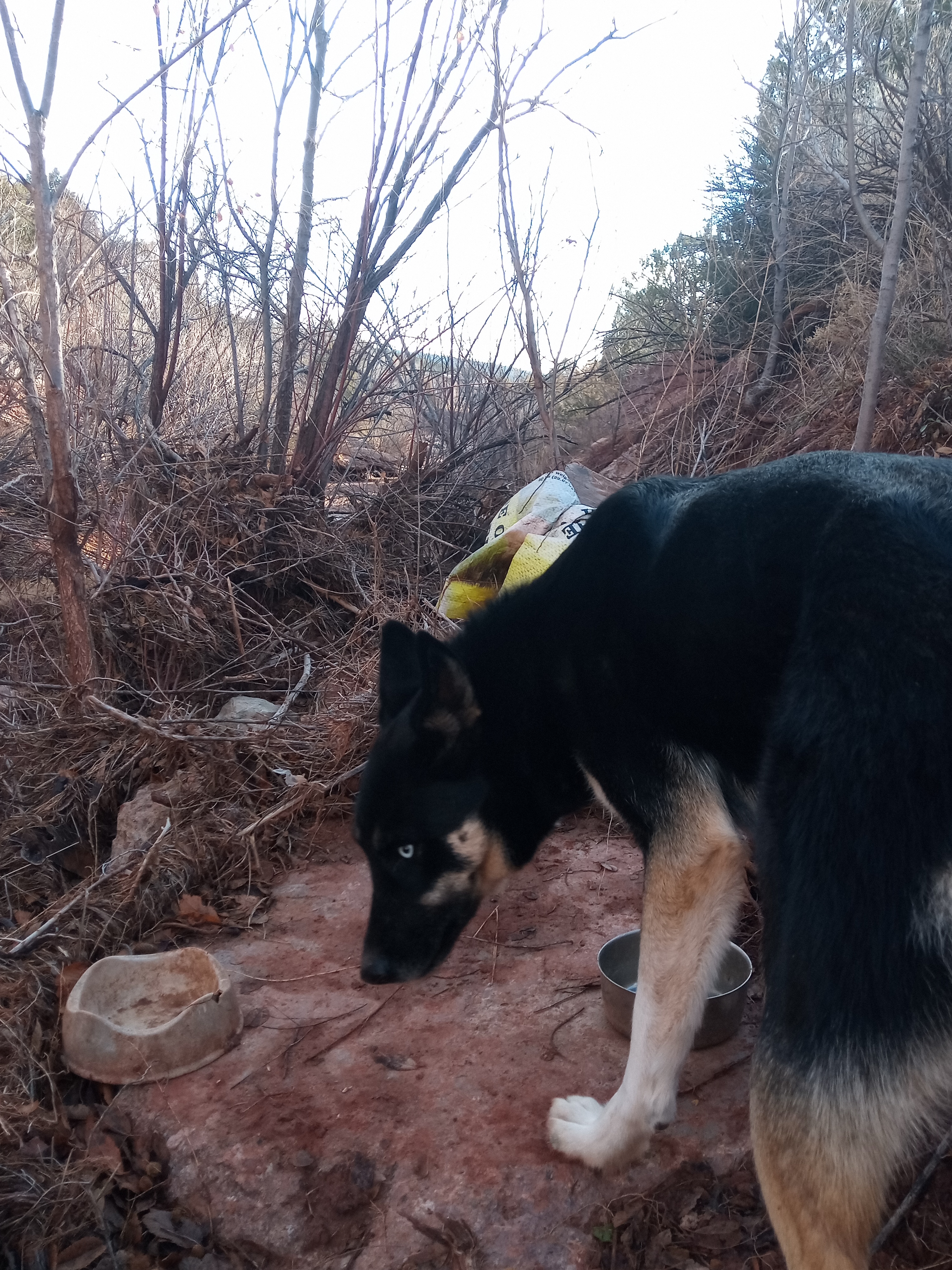 Raw animal camera upload (unprocessed). File: mot-det-20251228-085218.jpg.