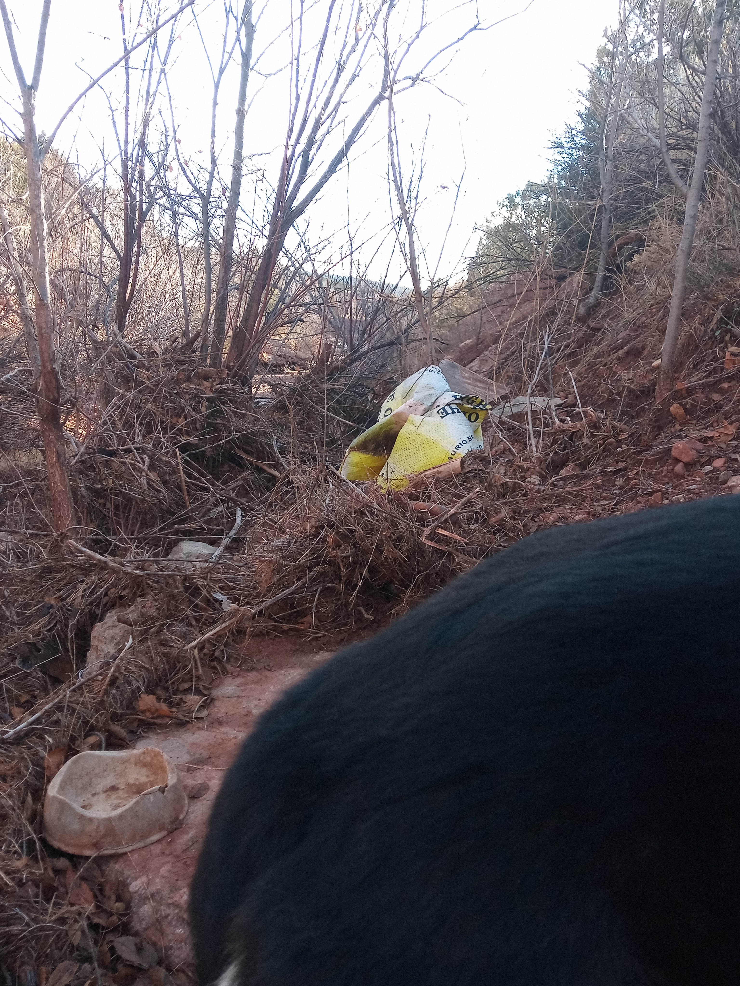 Raw animal camera upload (unprocessed). File: mot-det-20251228-085311.jpg.