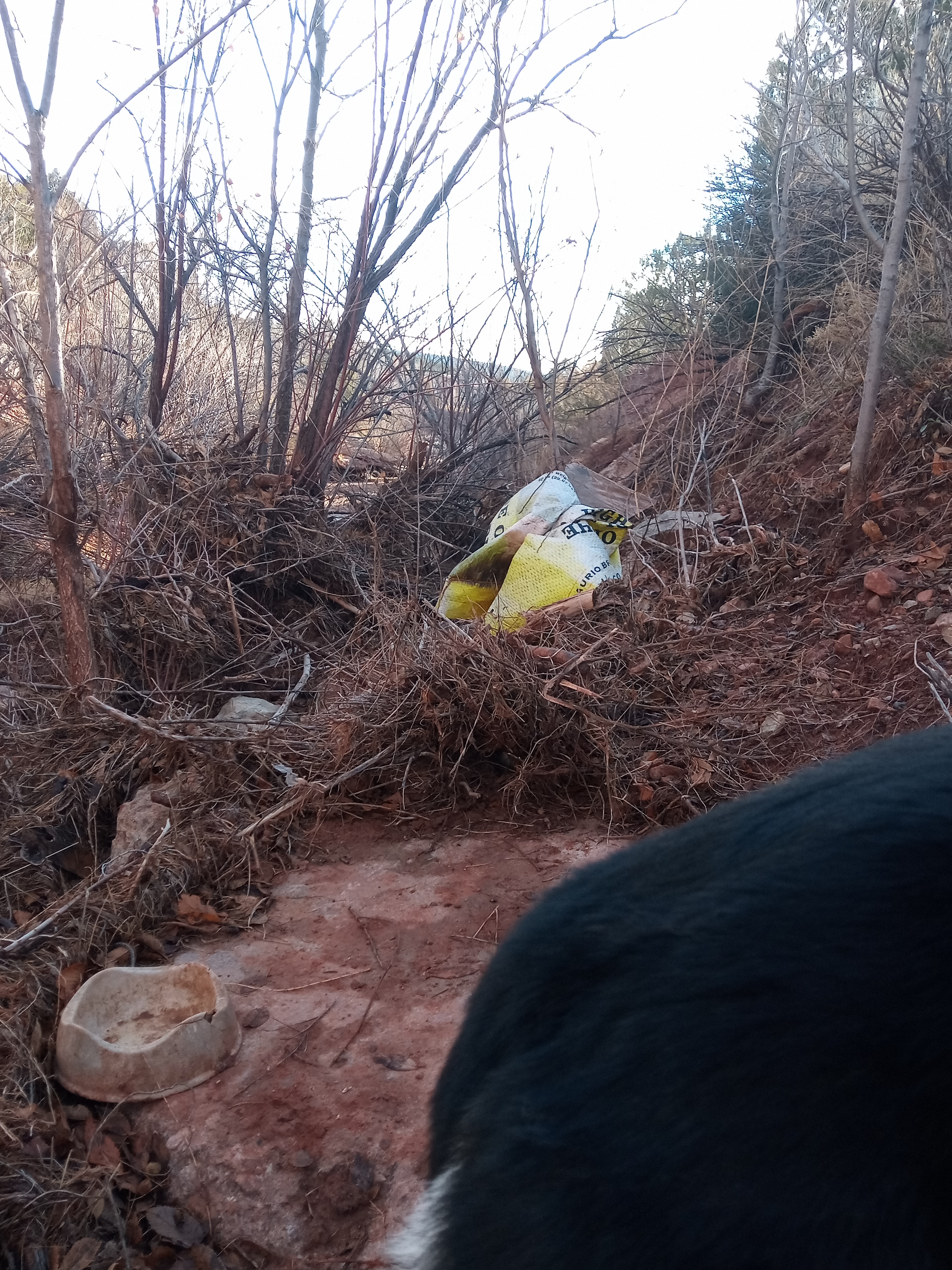 Raw animal camera upload (unprocessed). File: mot-det-20251228-085314.jpg.